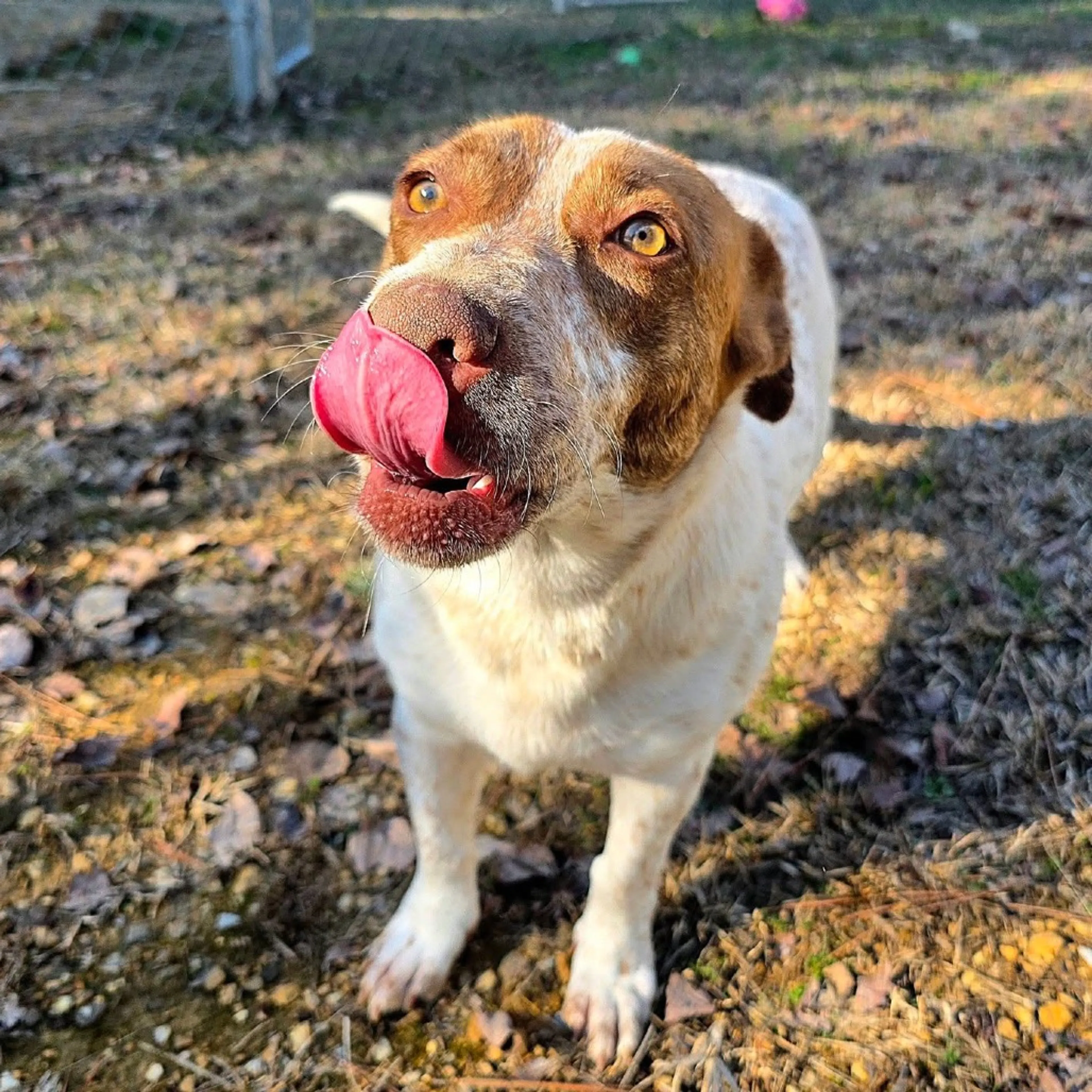 Found pet-10