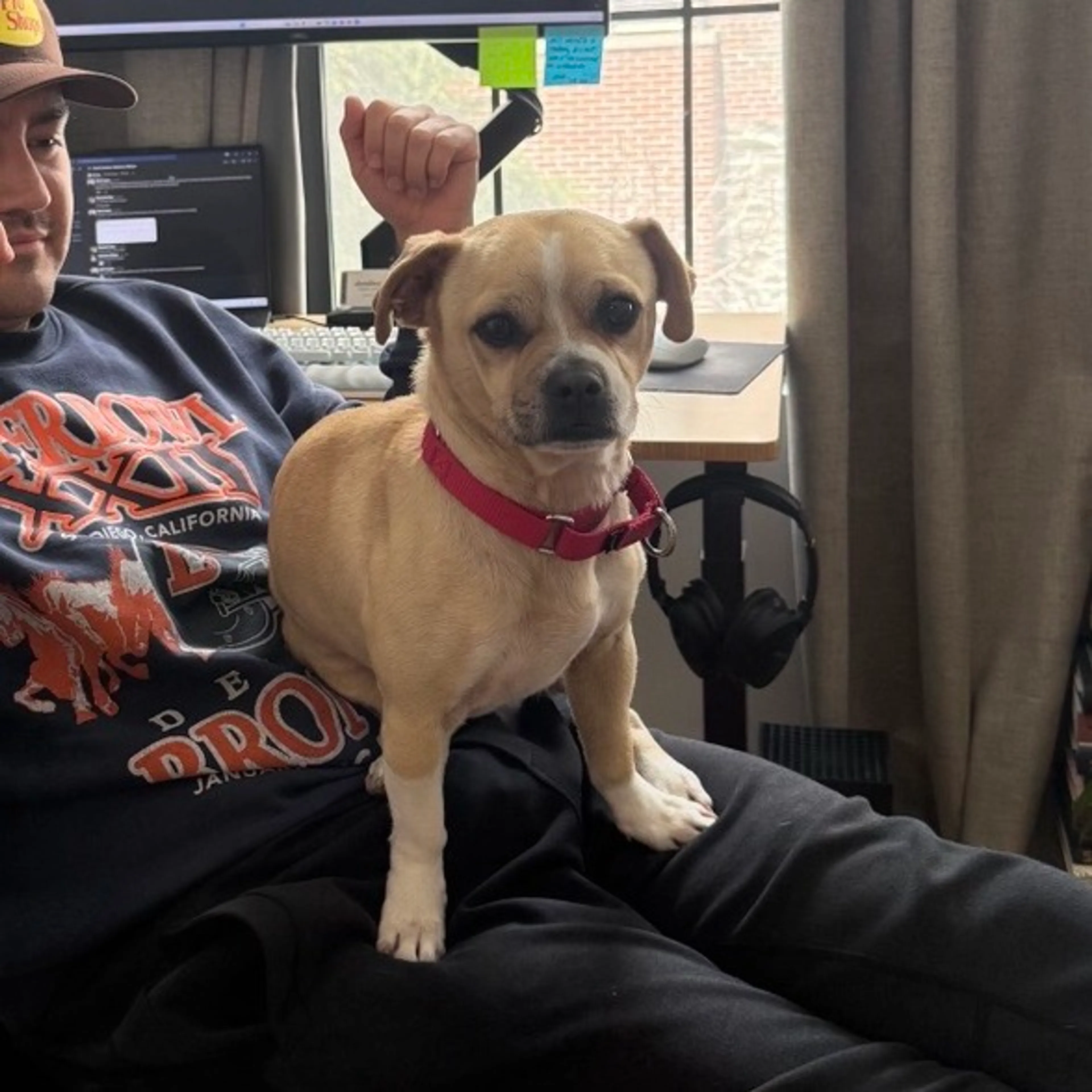 Found pet-6