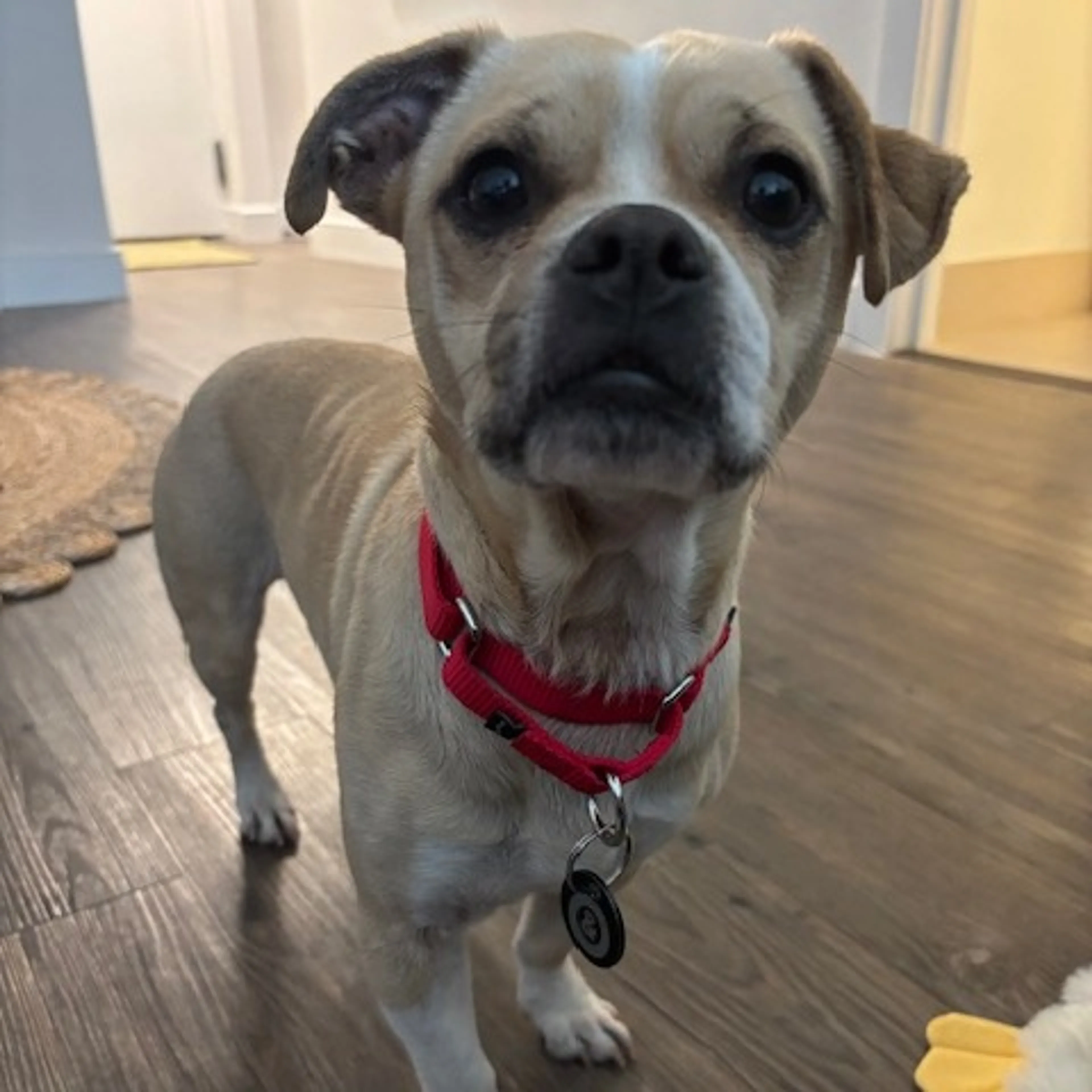 Found pet-10