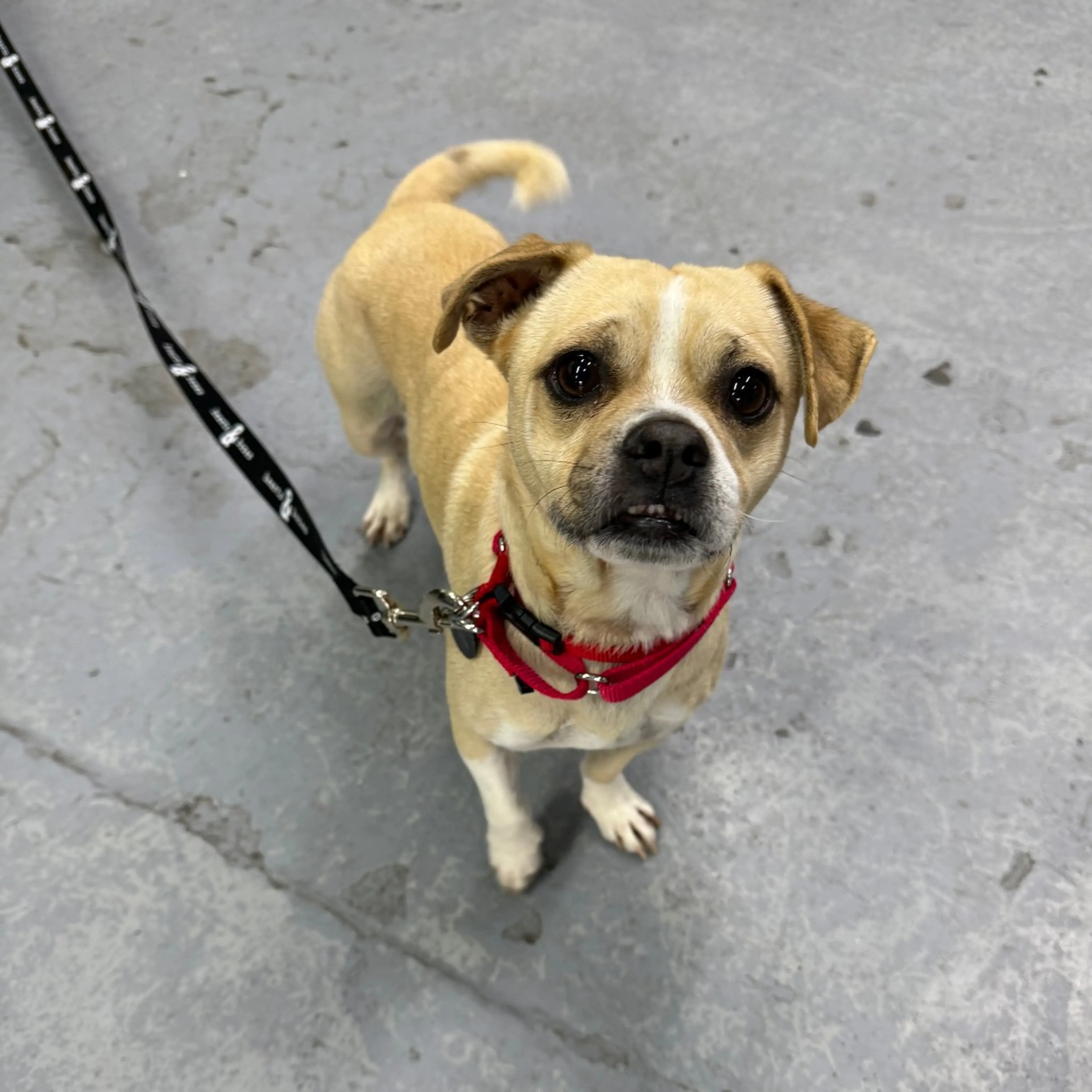 Found pet-3