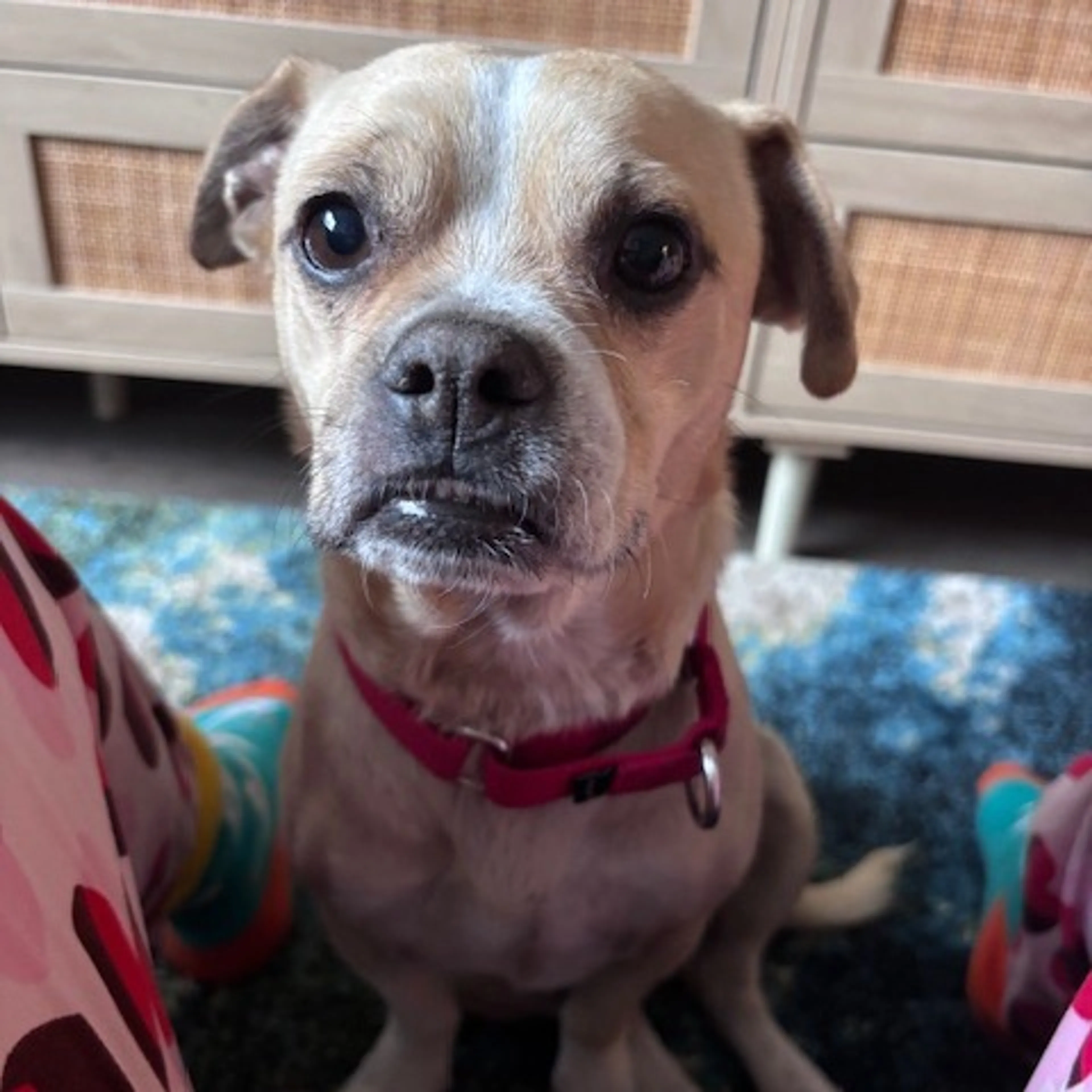Found pet-8