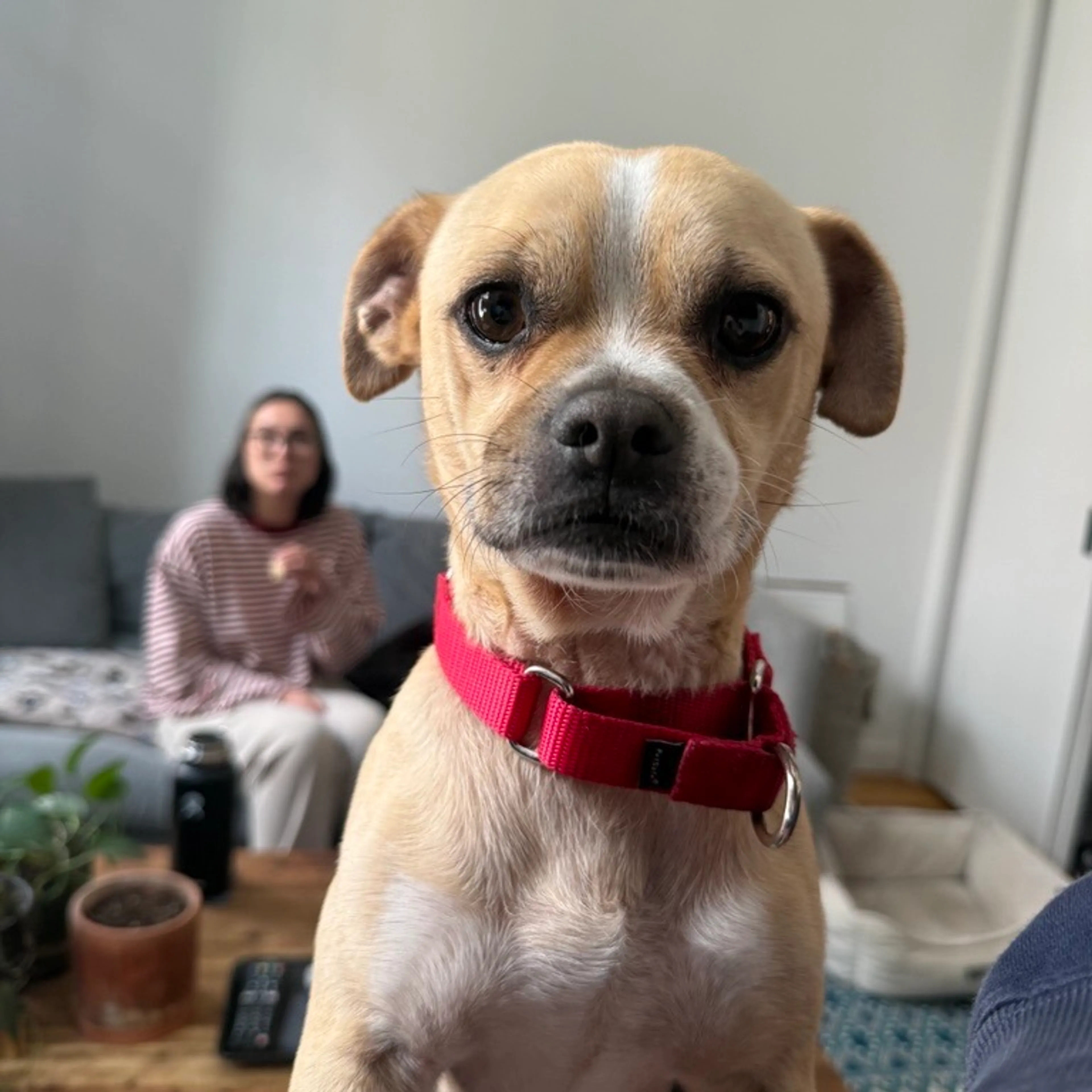 Found pet-5