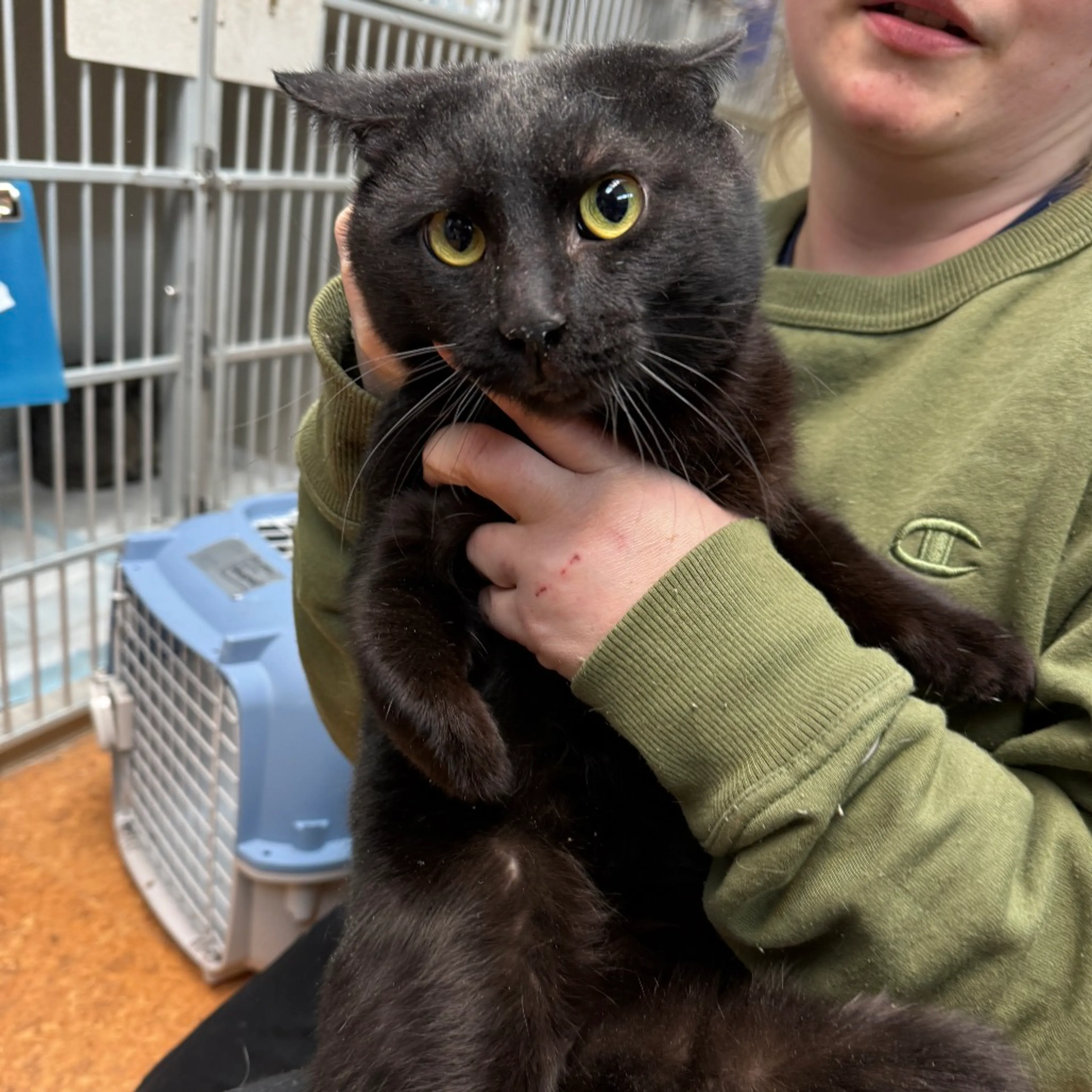 Found pet