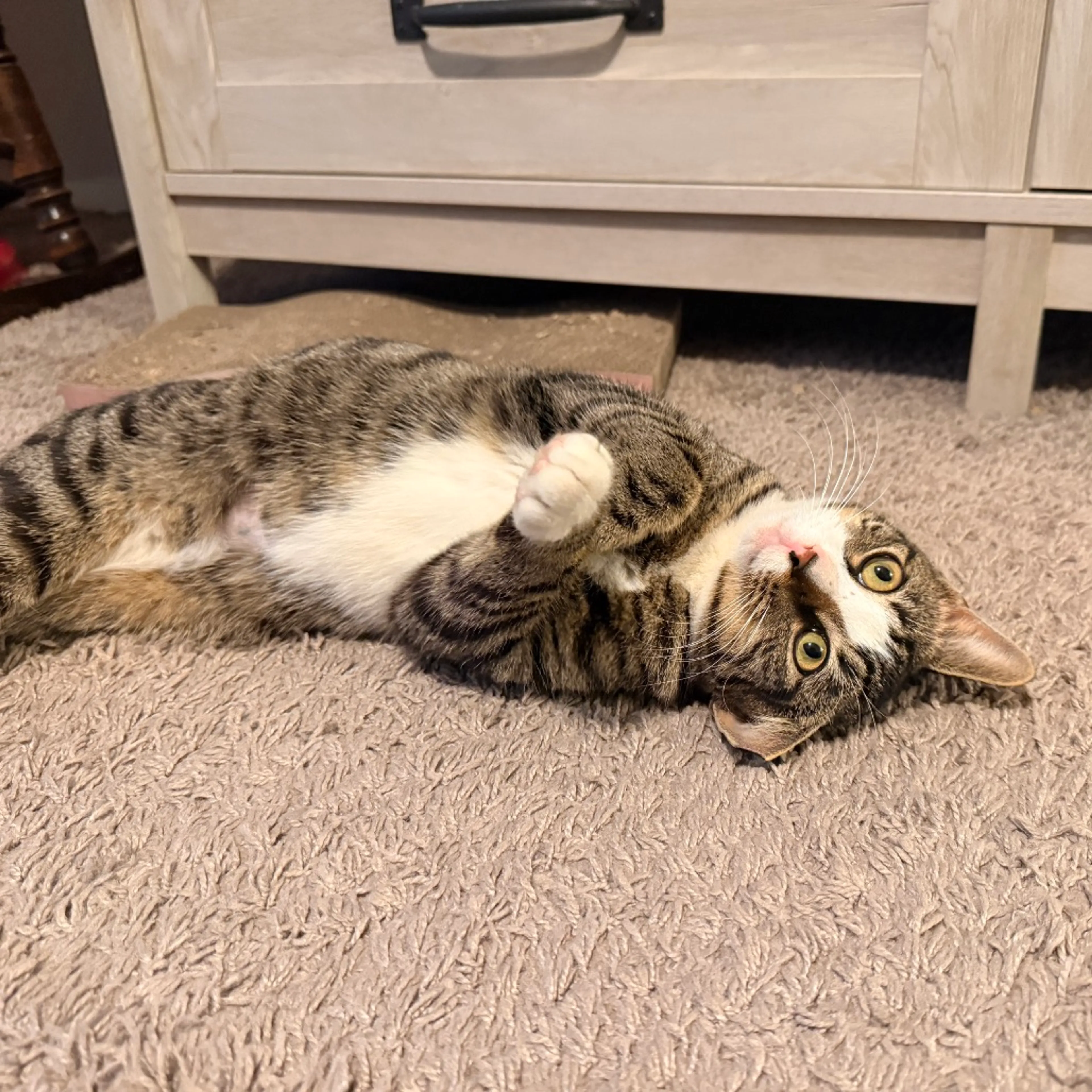 Found pet-0