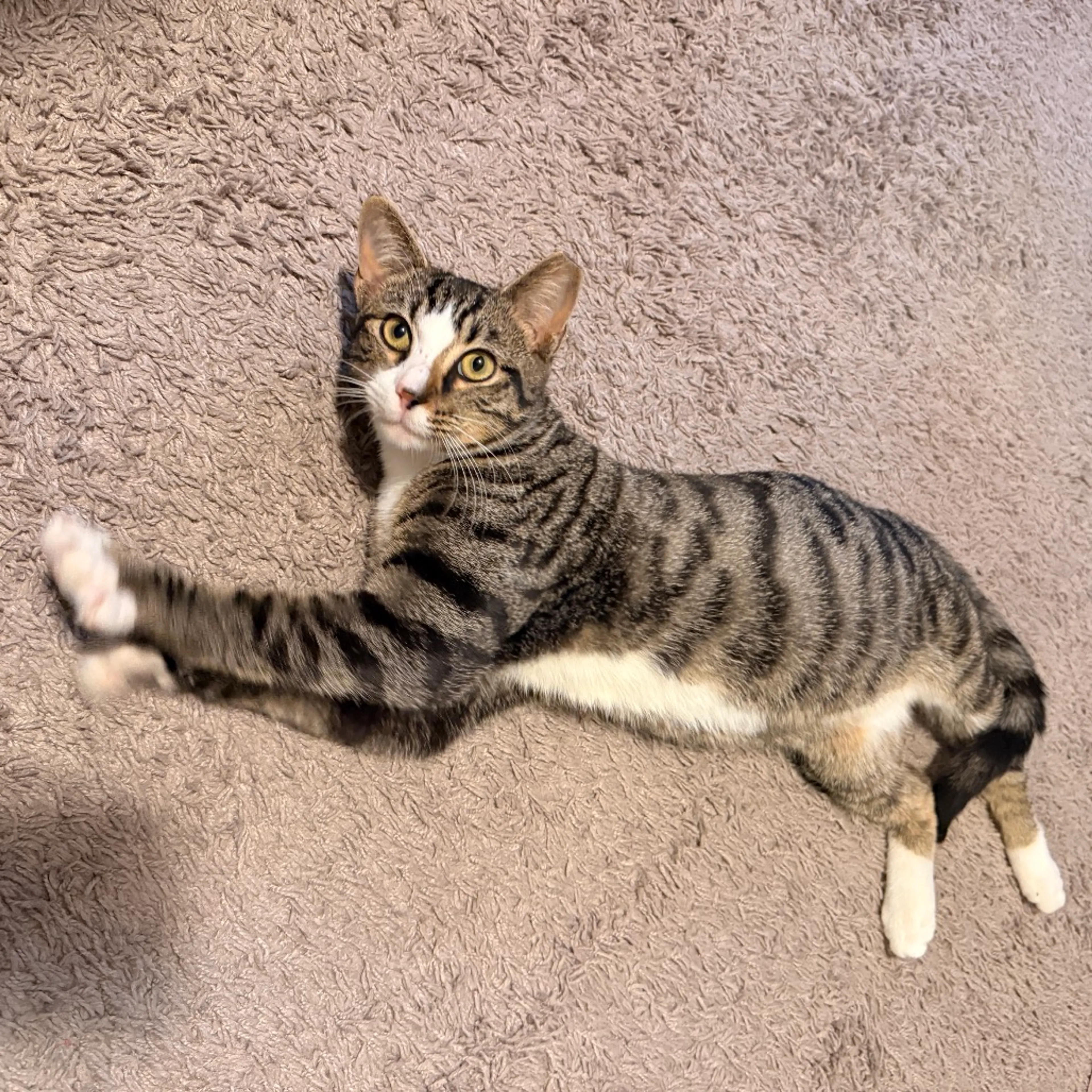 Found pet-1