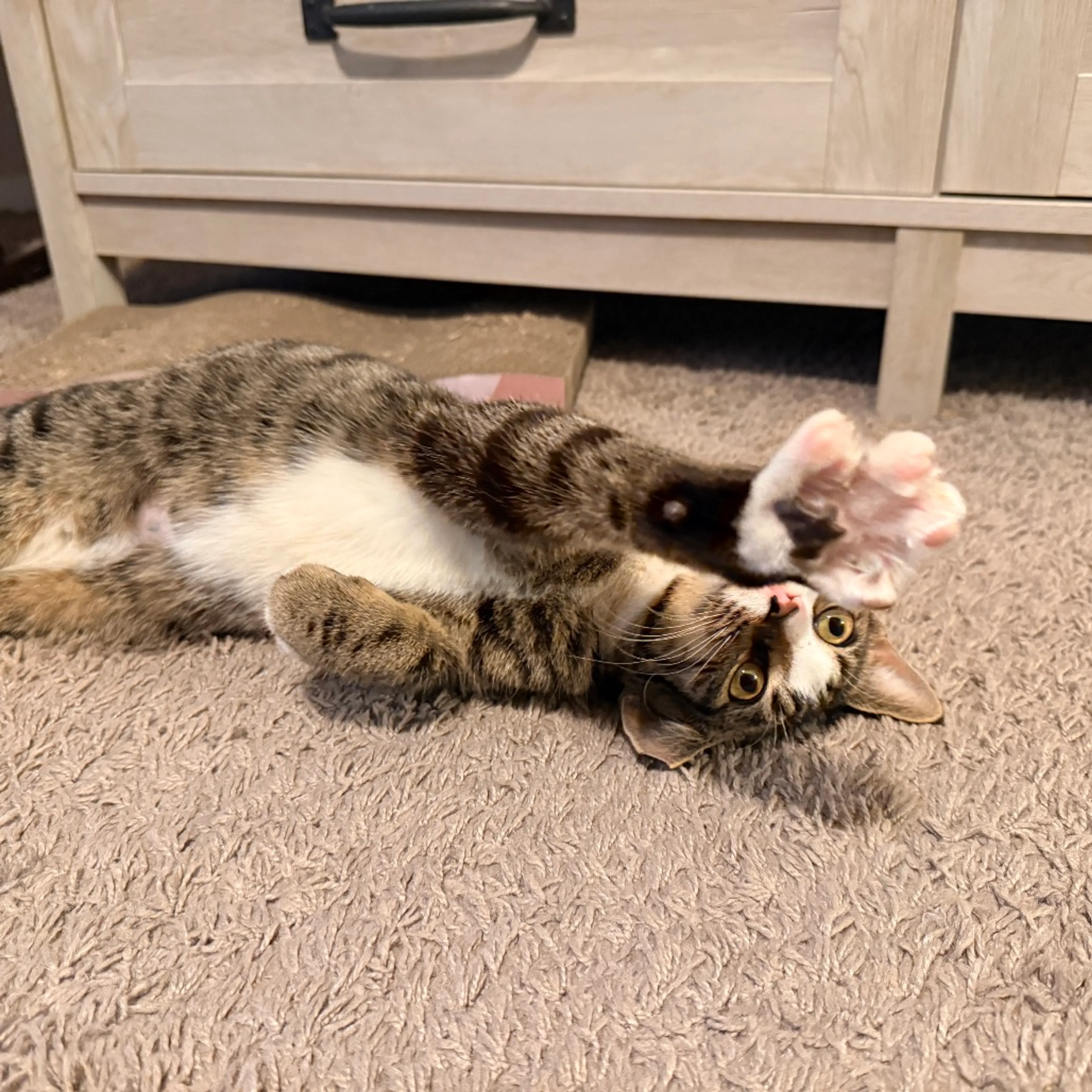 Found pet-2