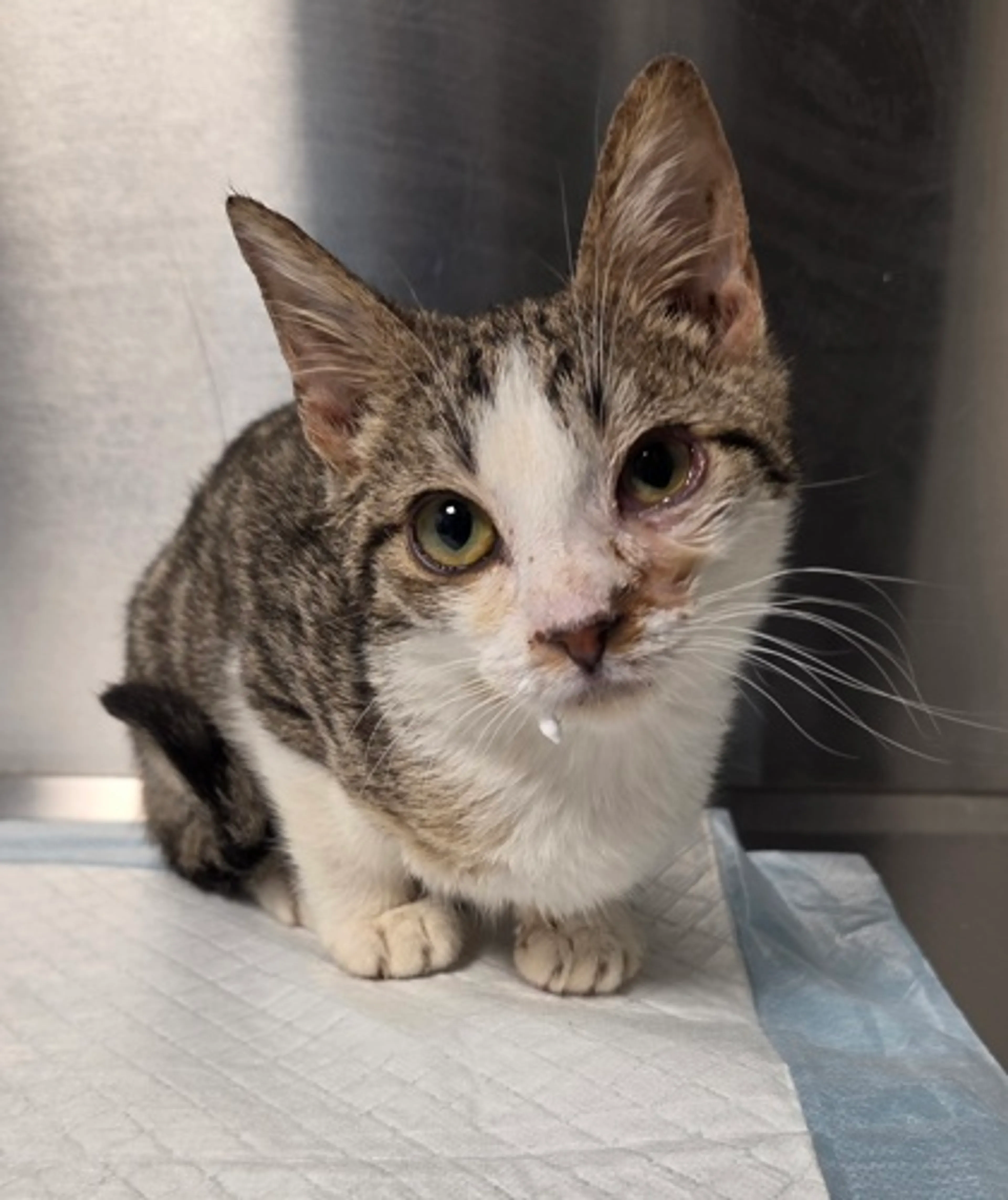Found pet-1