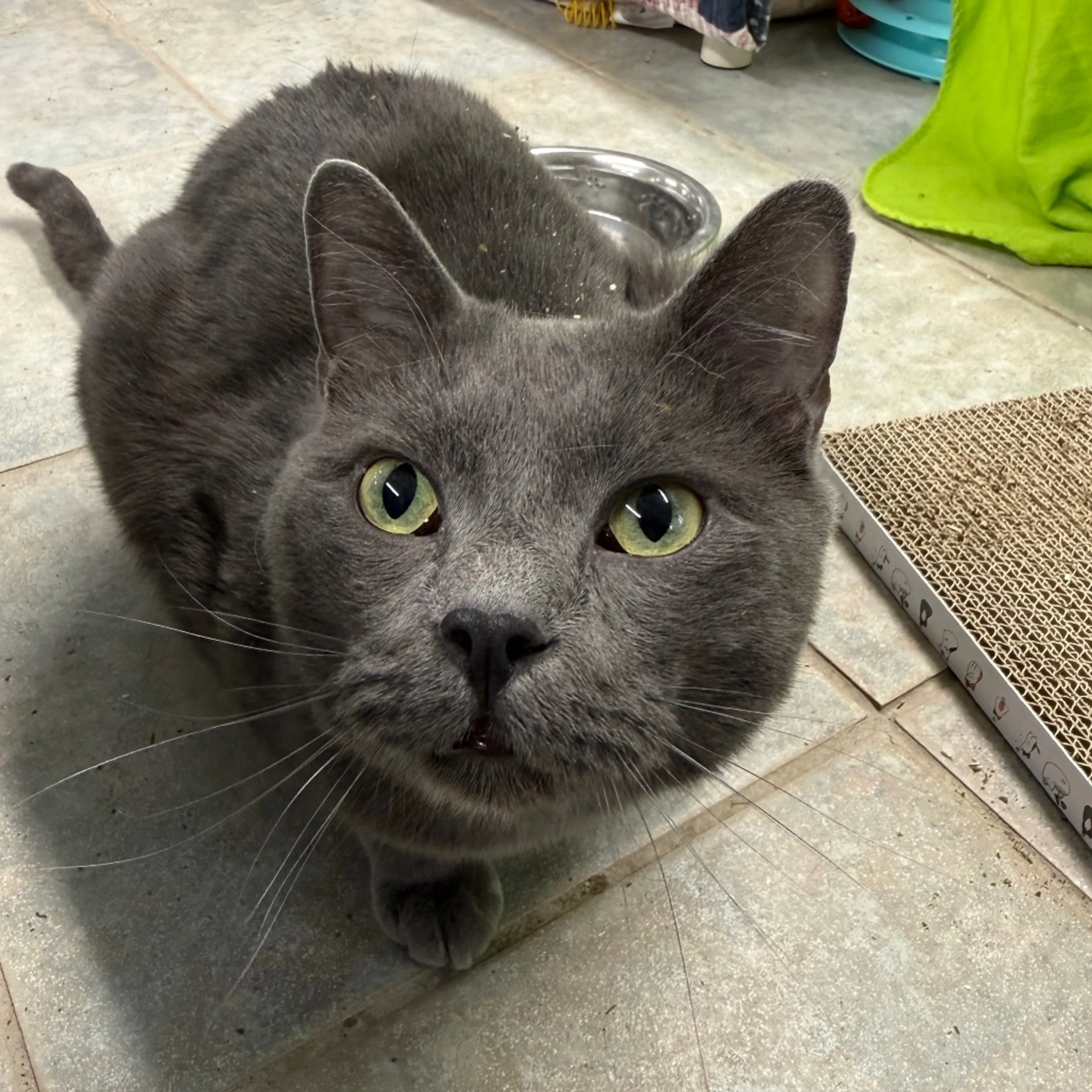 Found pet-10