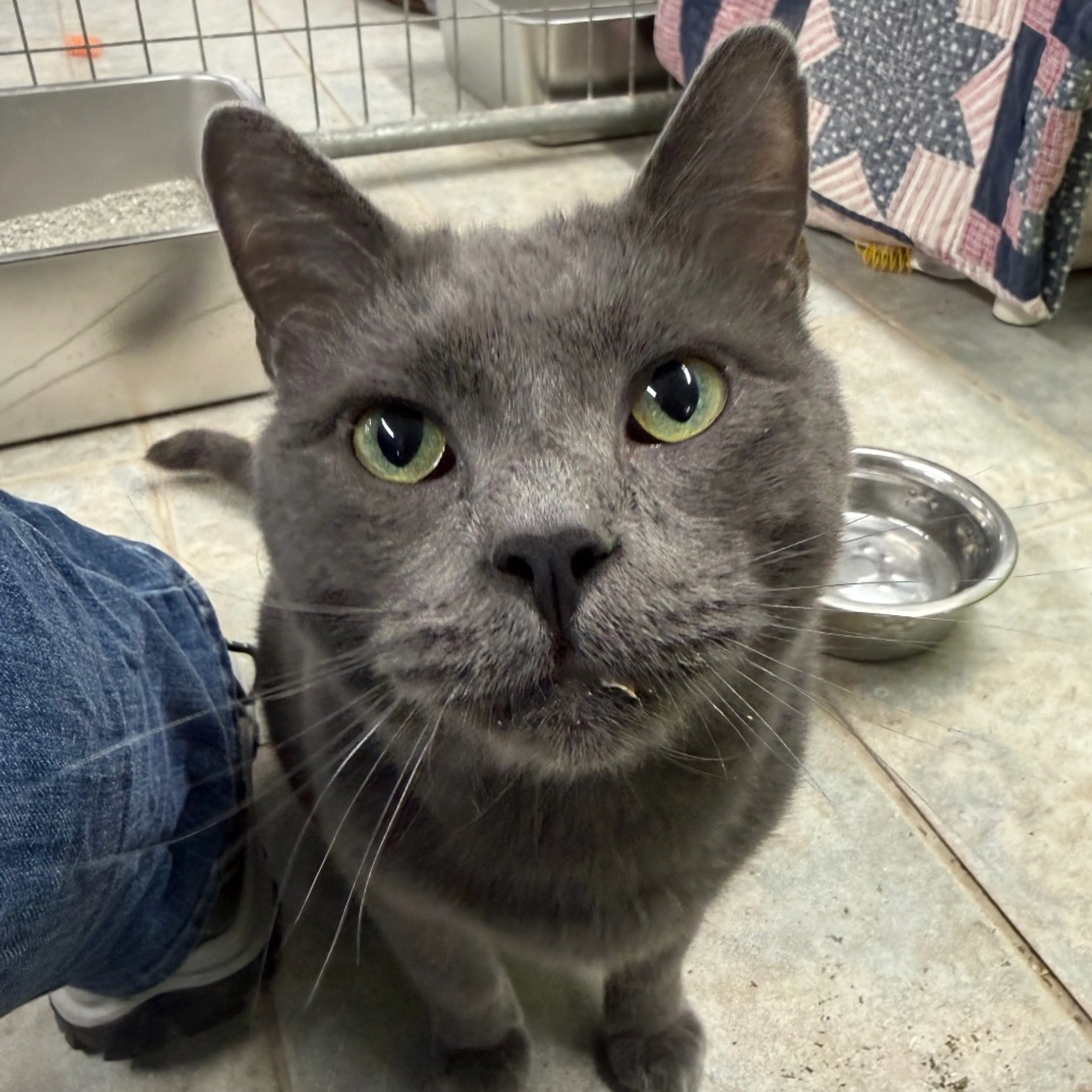 Found pet-8