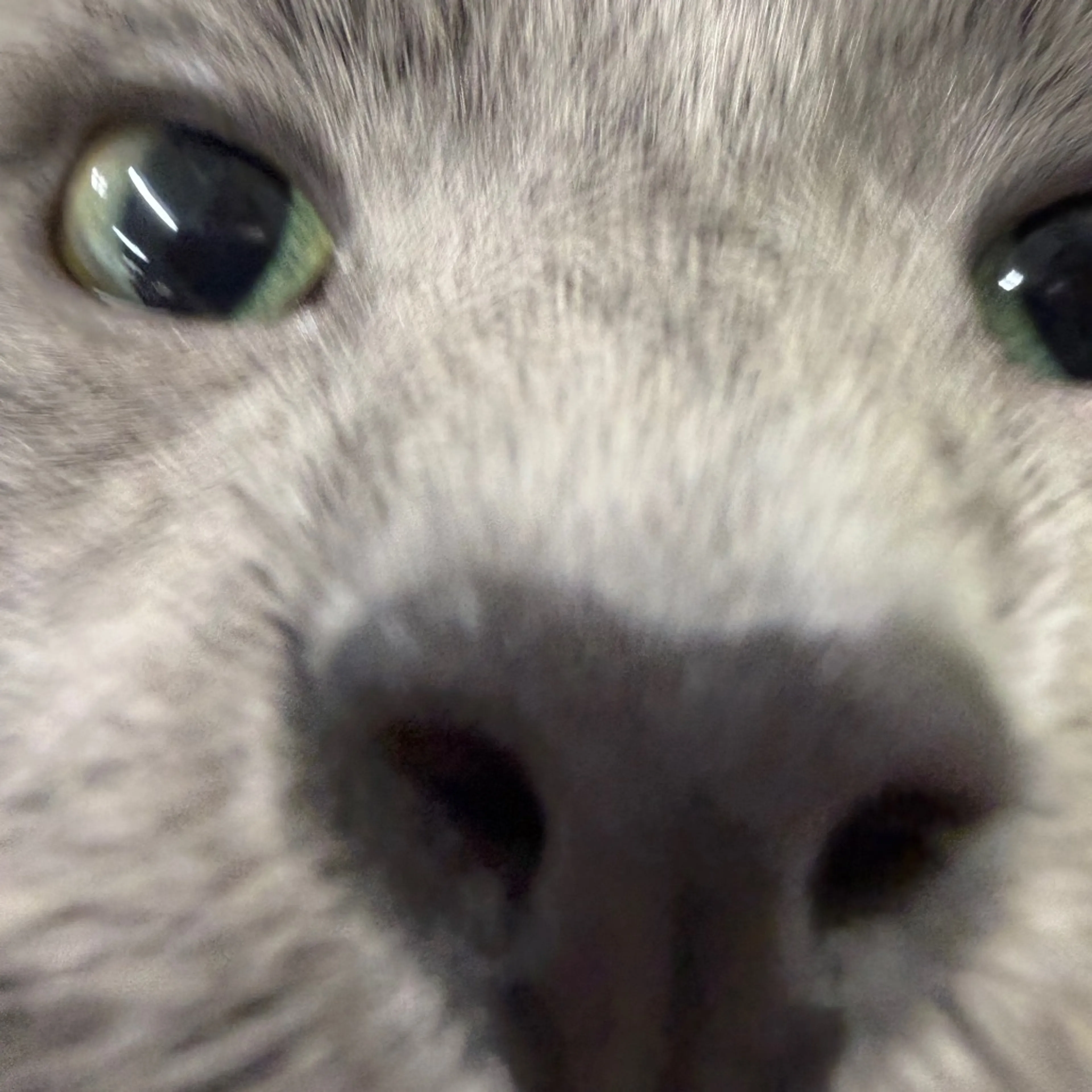 Found pet-9