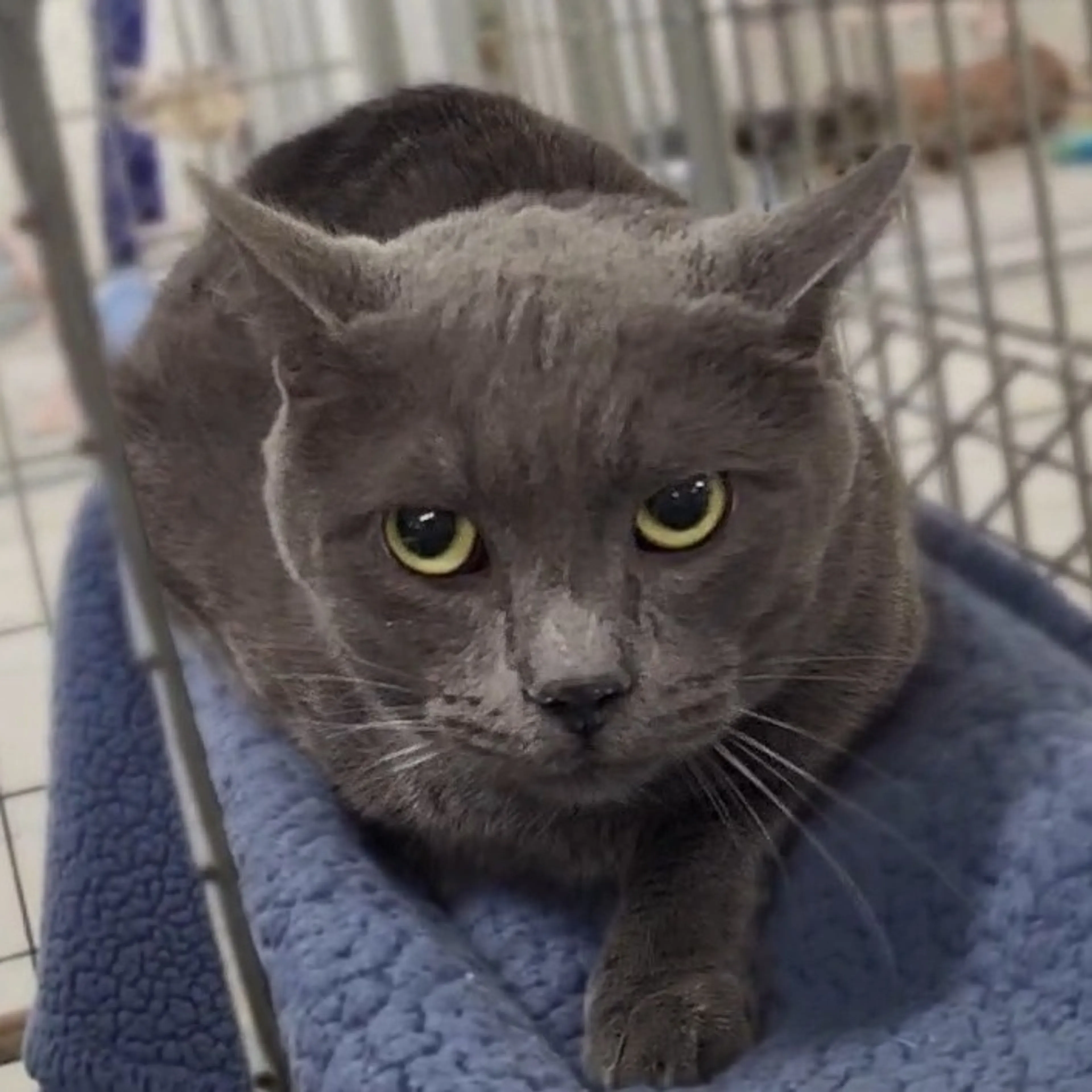 Found pet-5