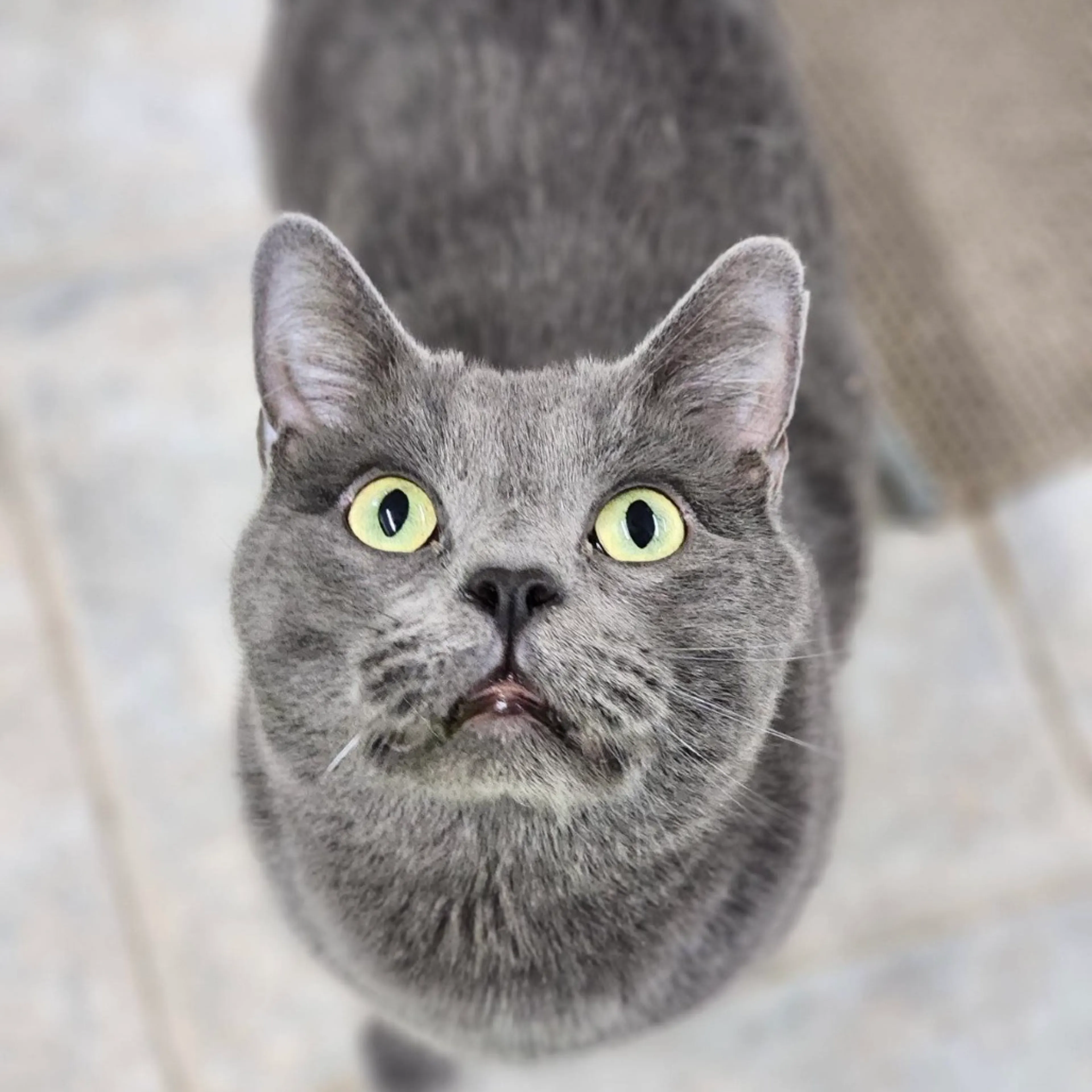 Found pet-12