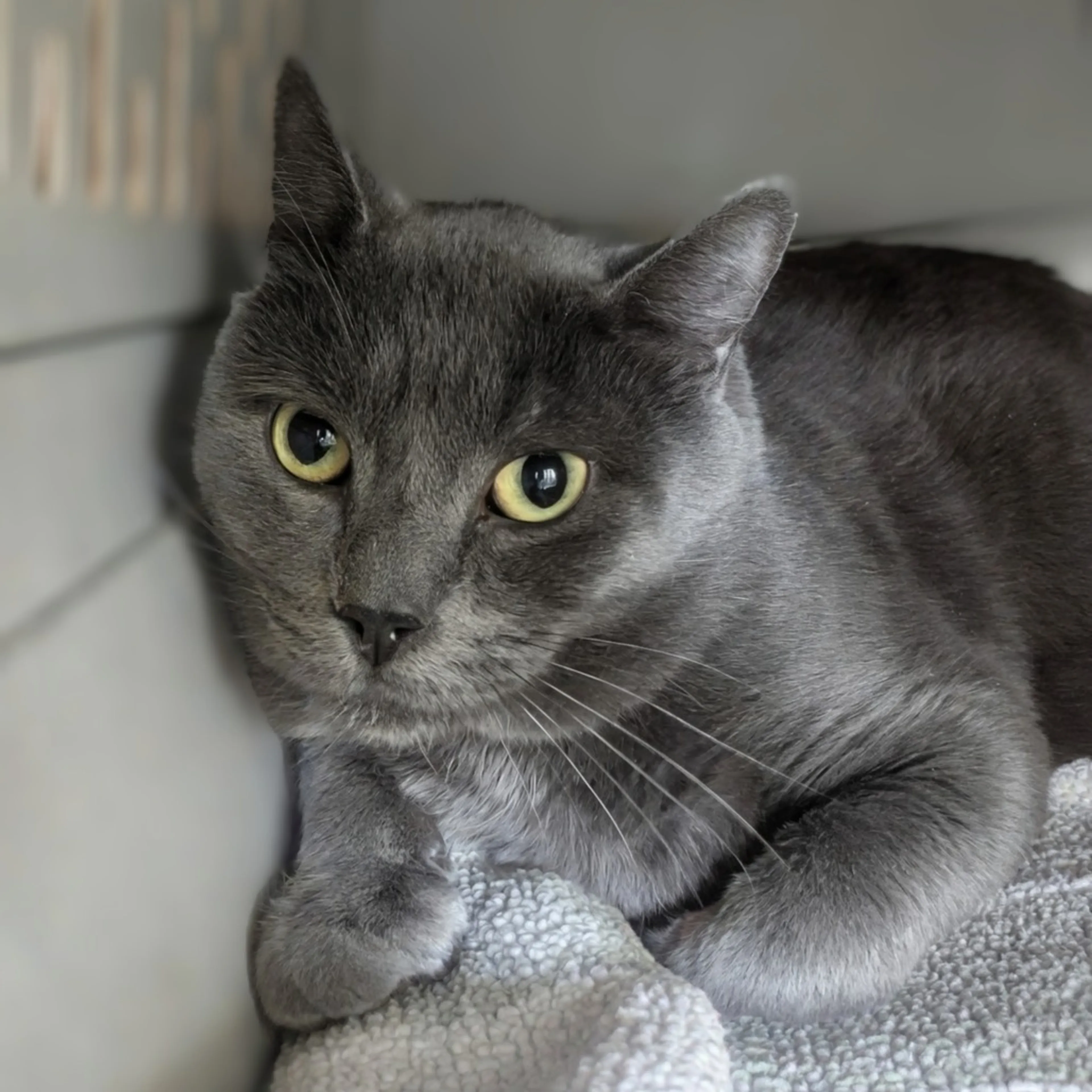 Found pet-4