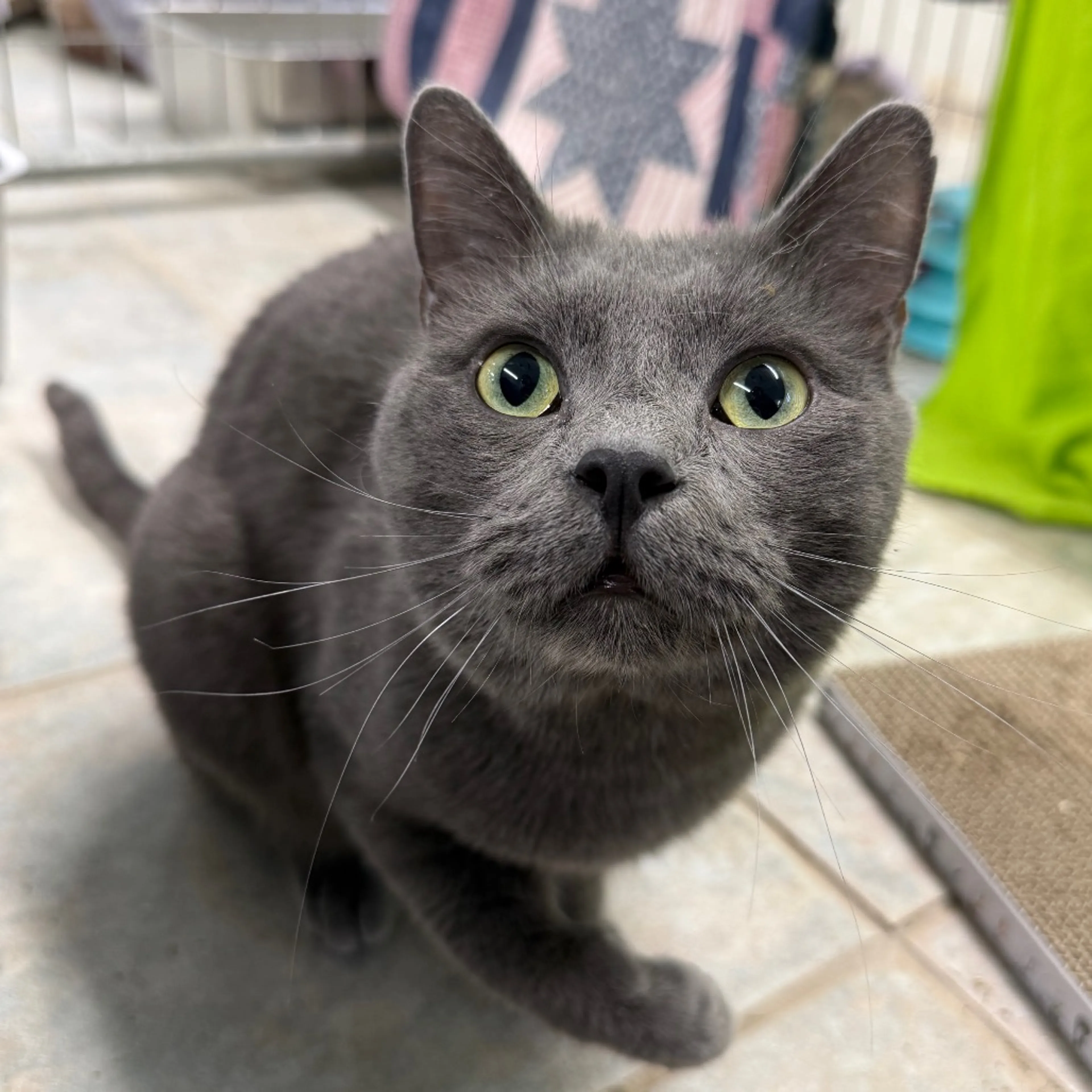 Found pet-11
