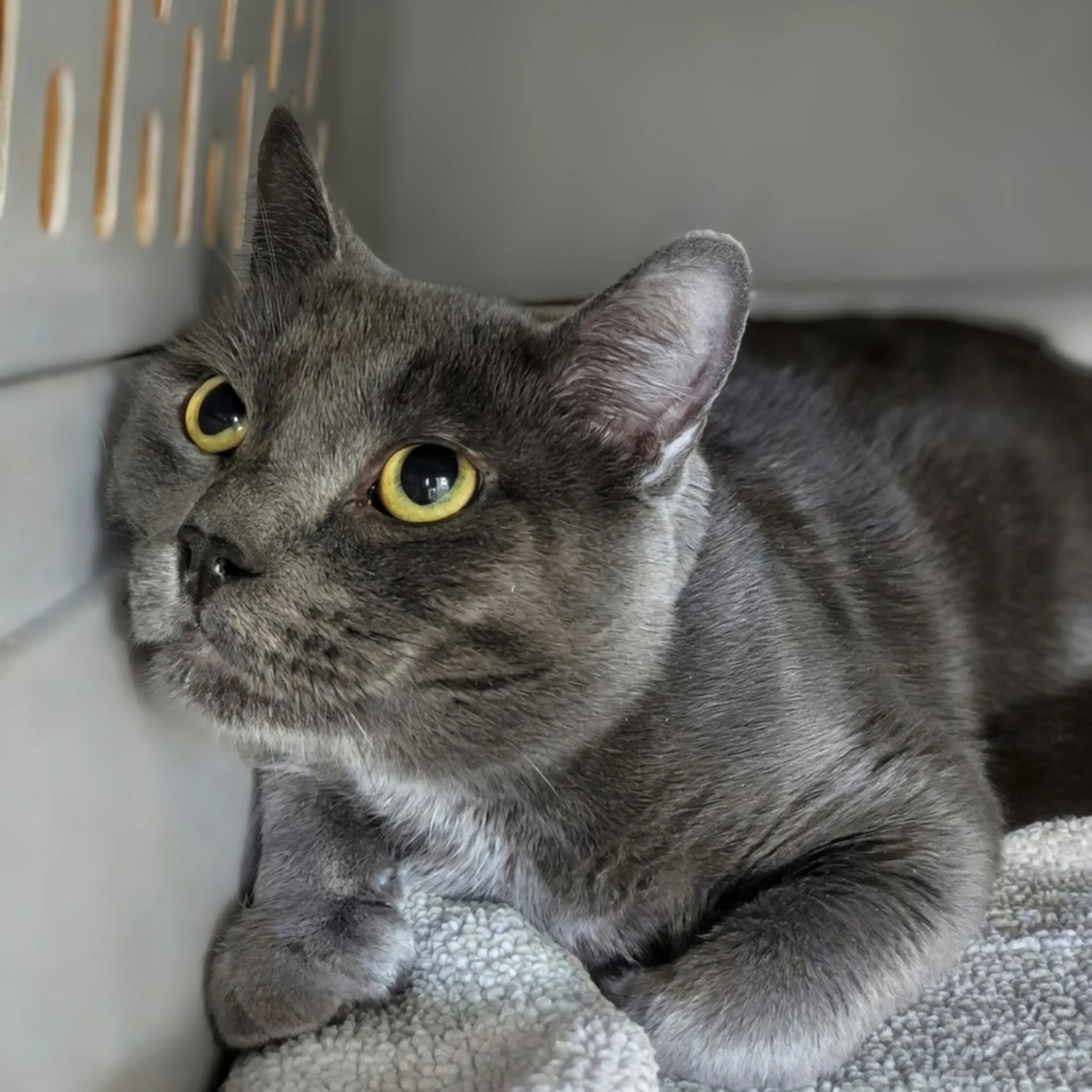 Found pet-2