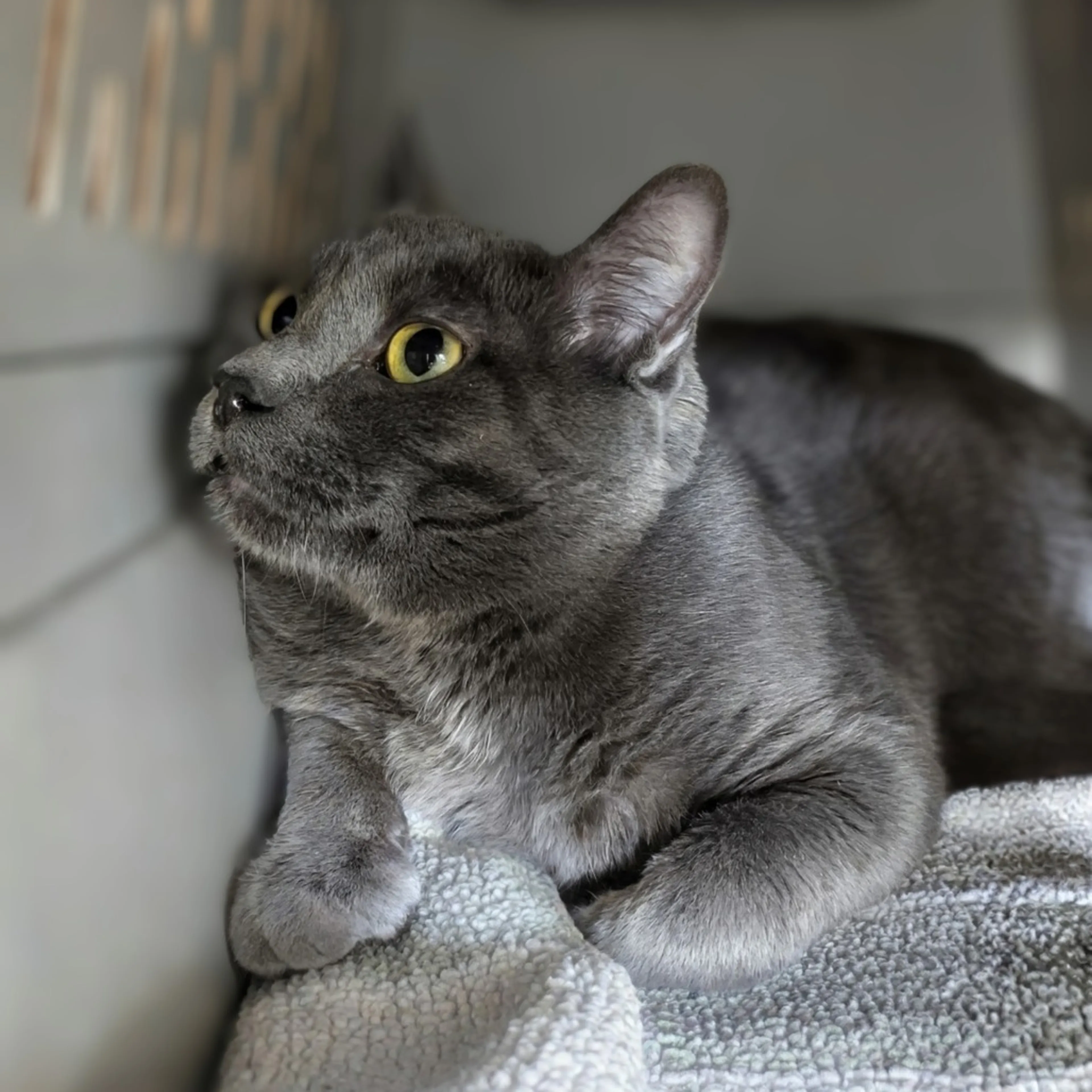 Found pet-3