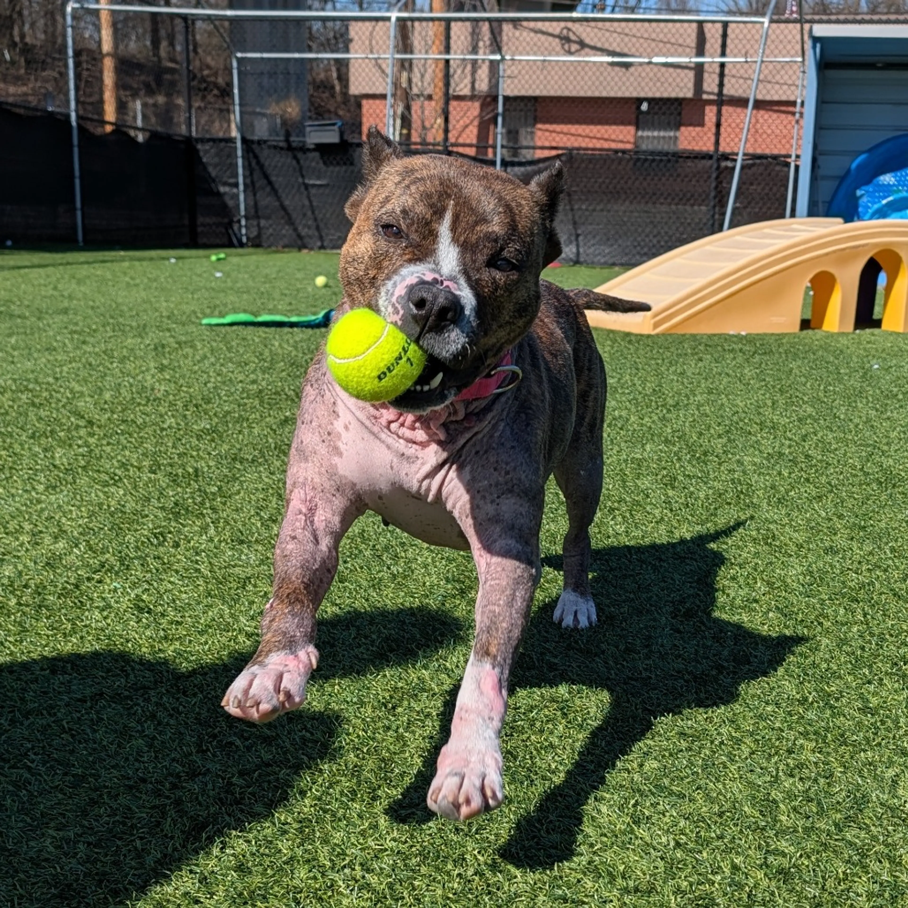 Found pet-2