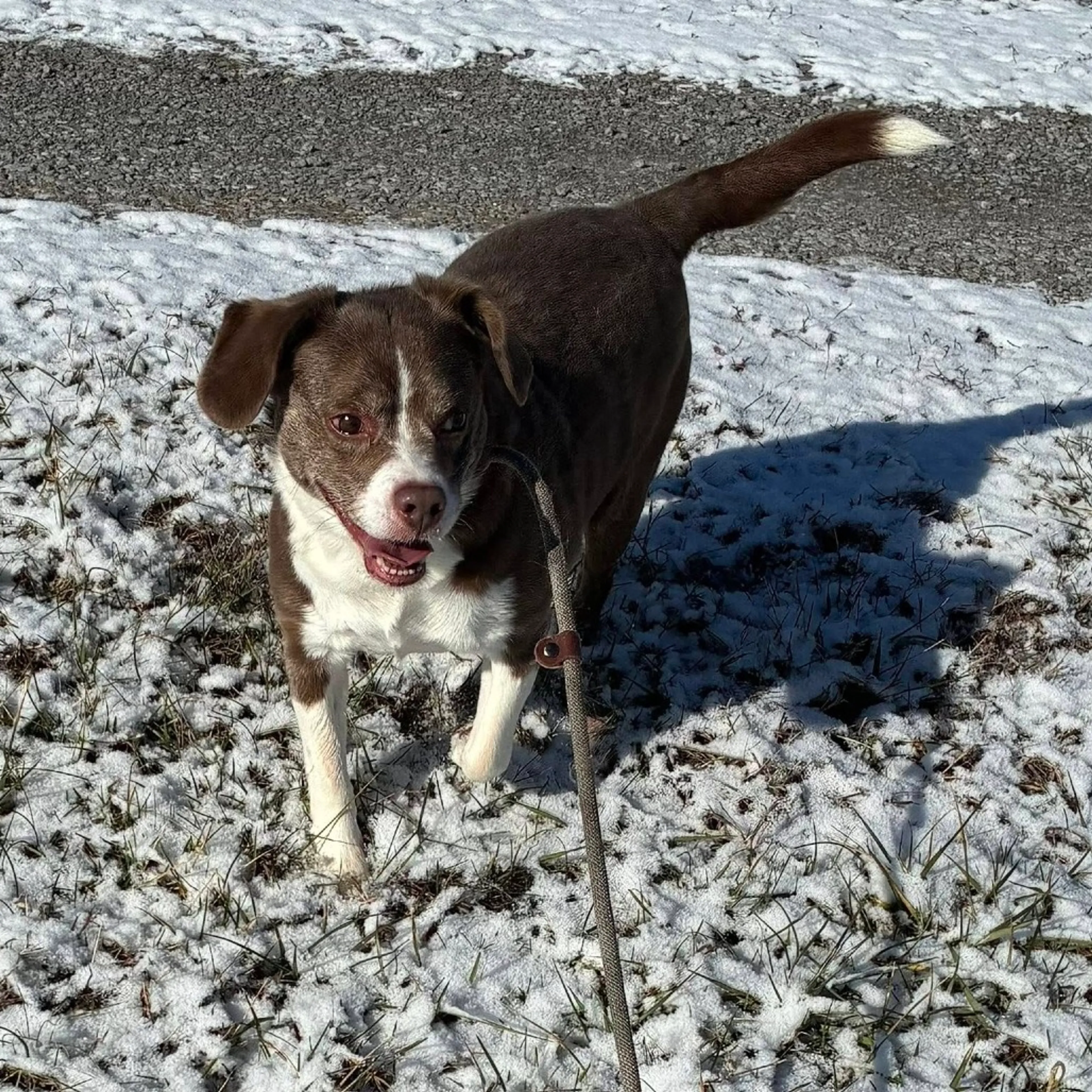 Found pet-1