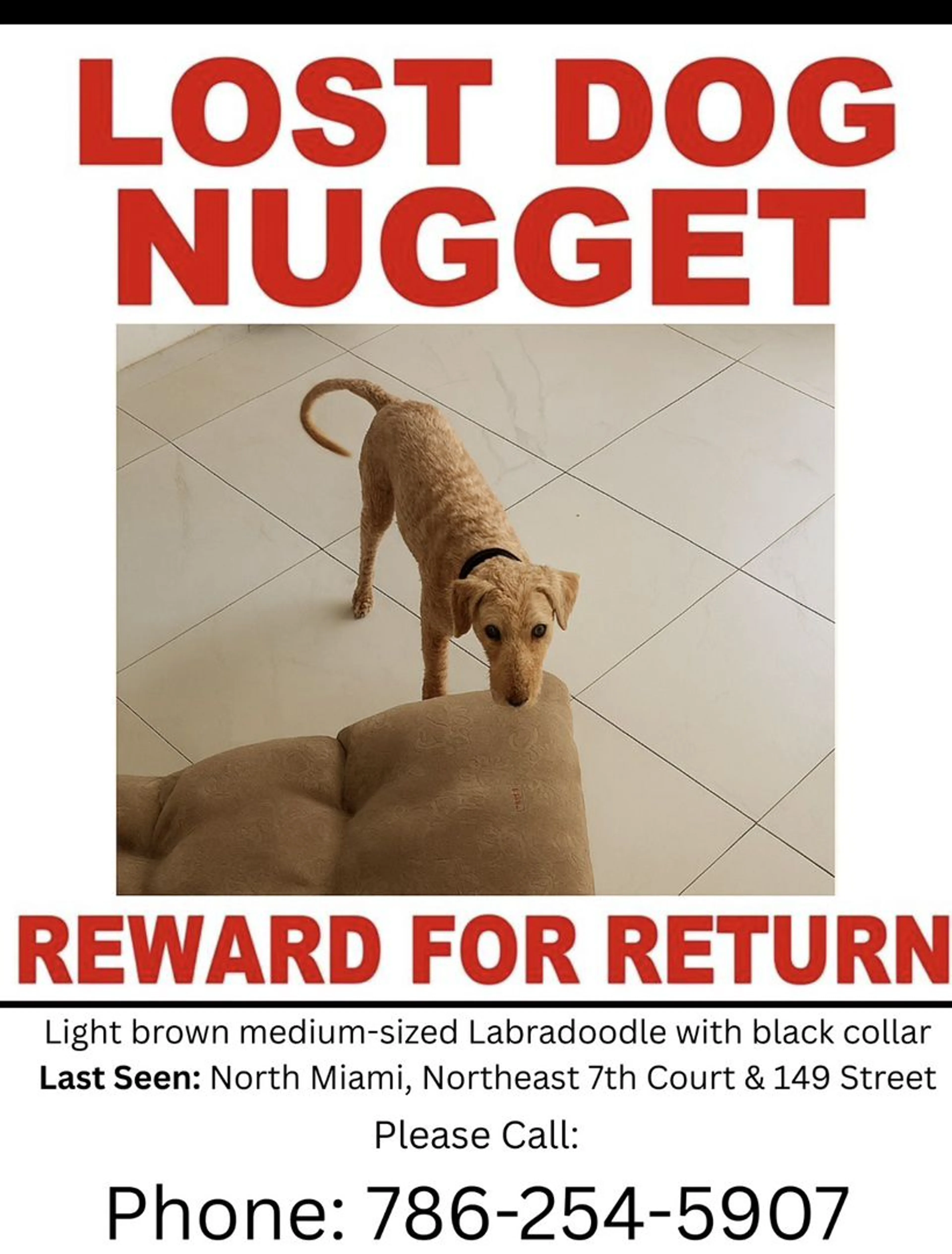 Lost pet