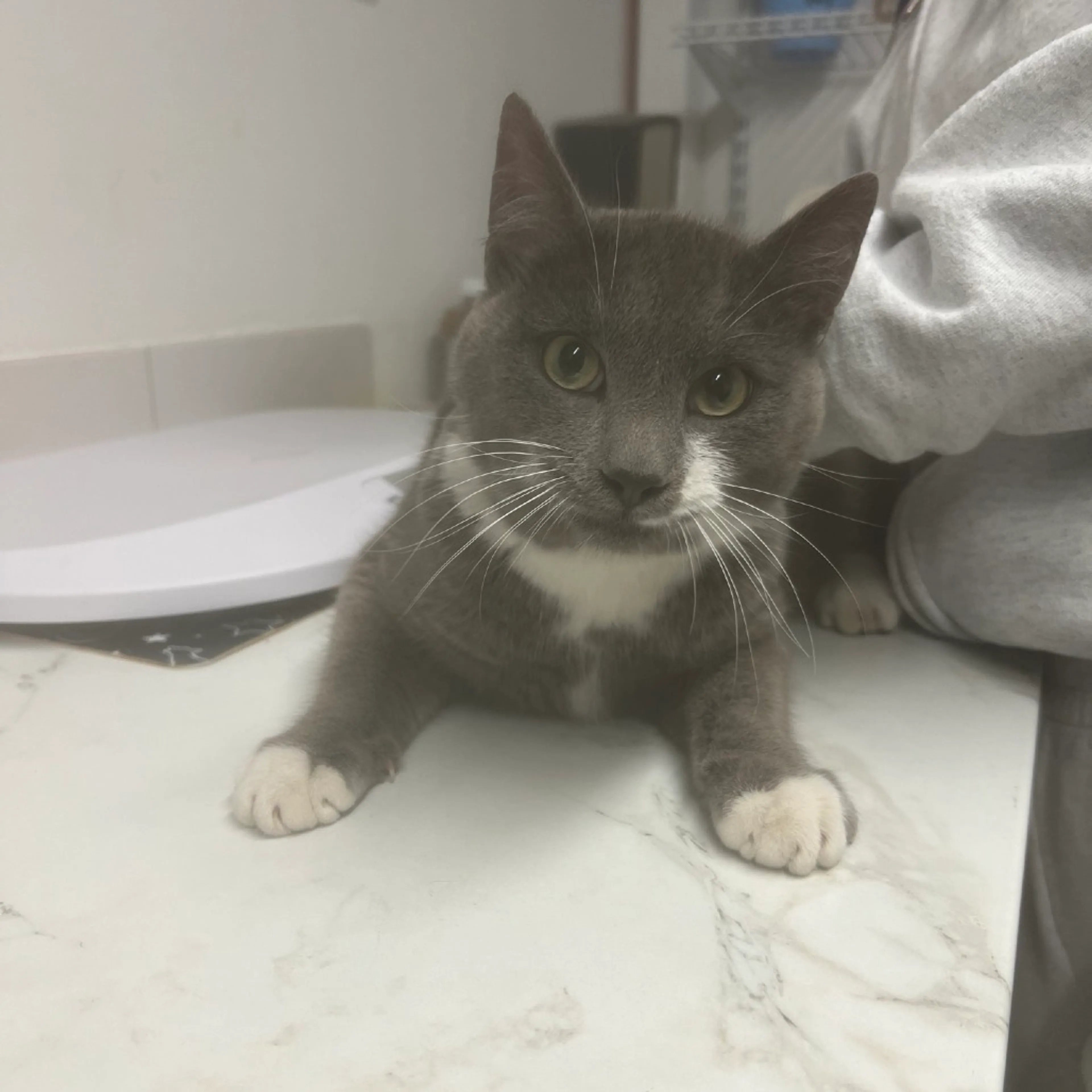 Found pet