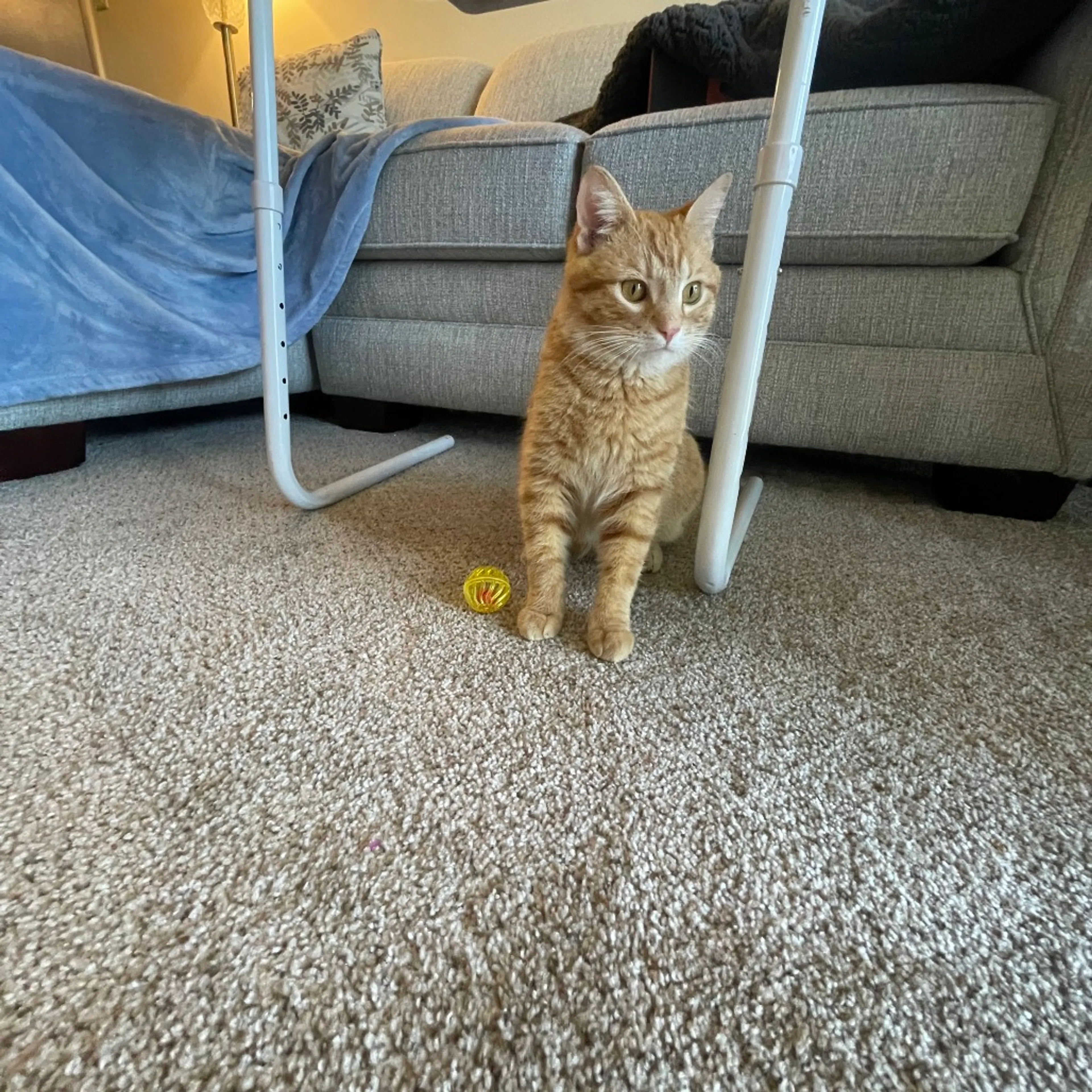 Found pet-4