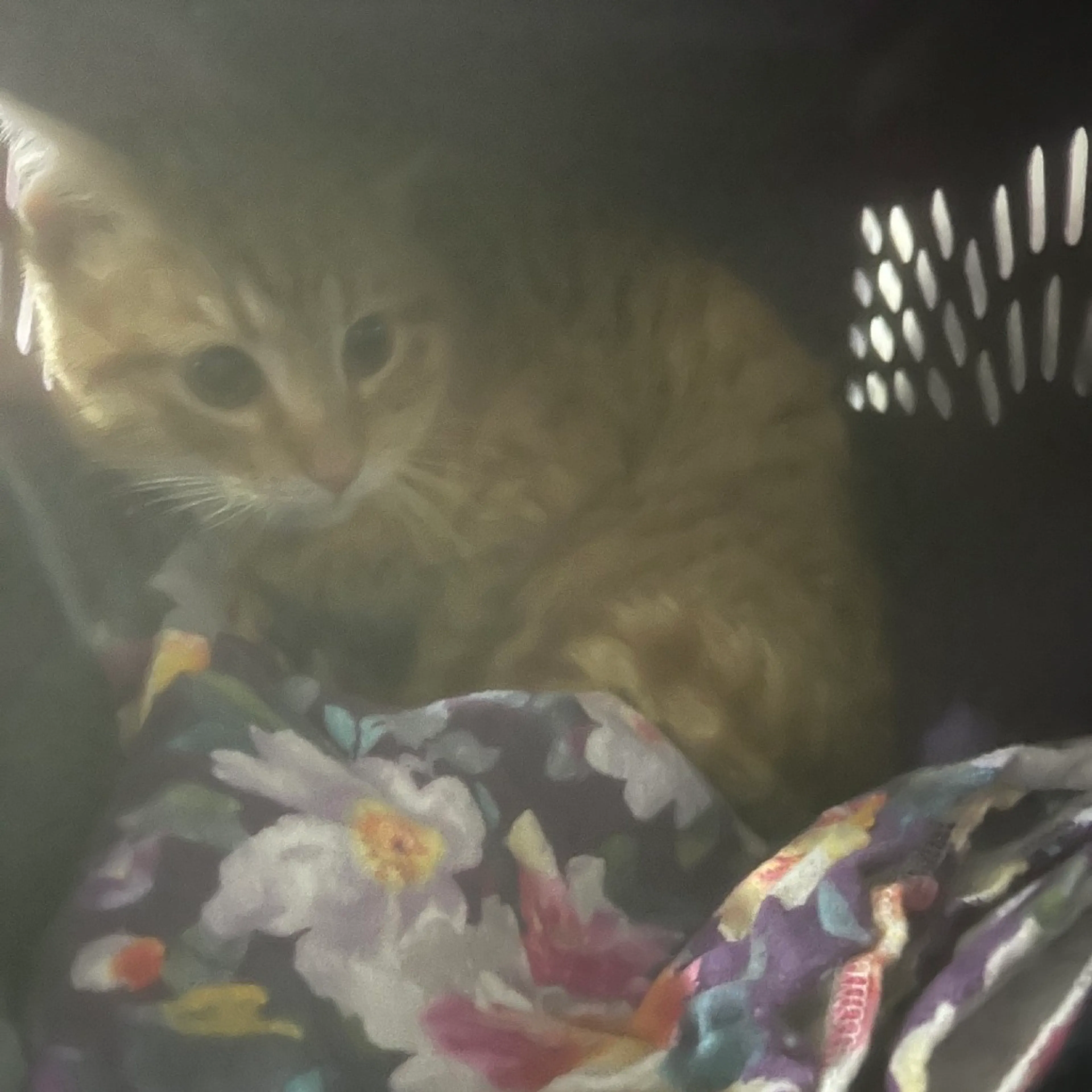 Found pet-1