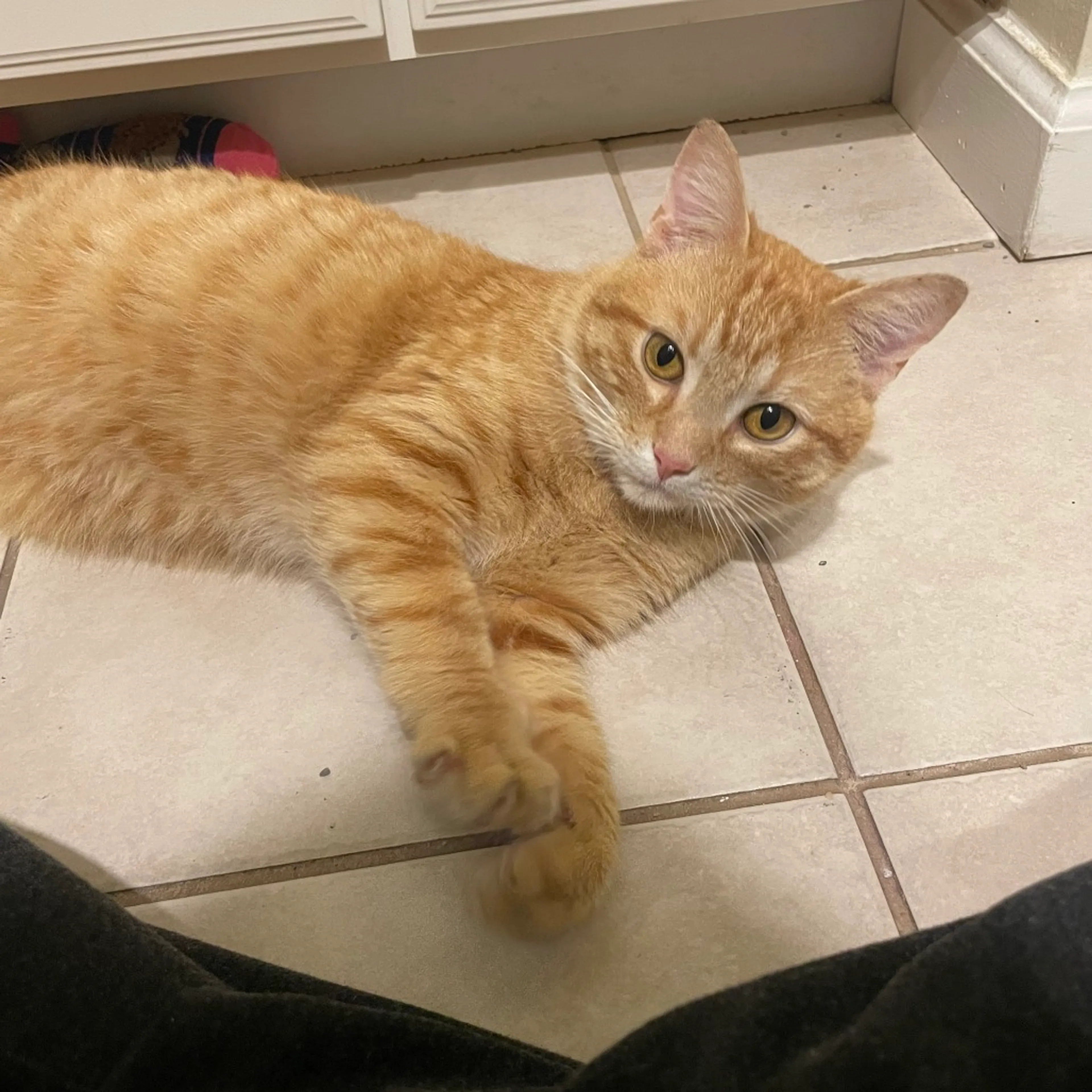 Found pet-6