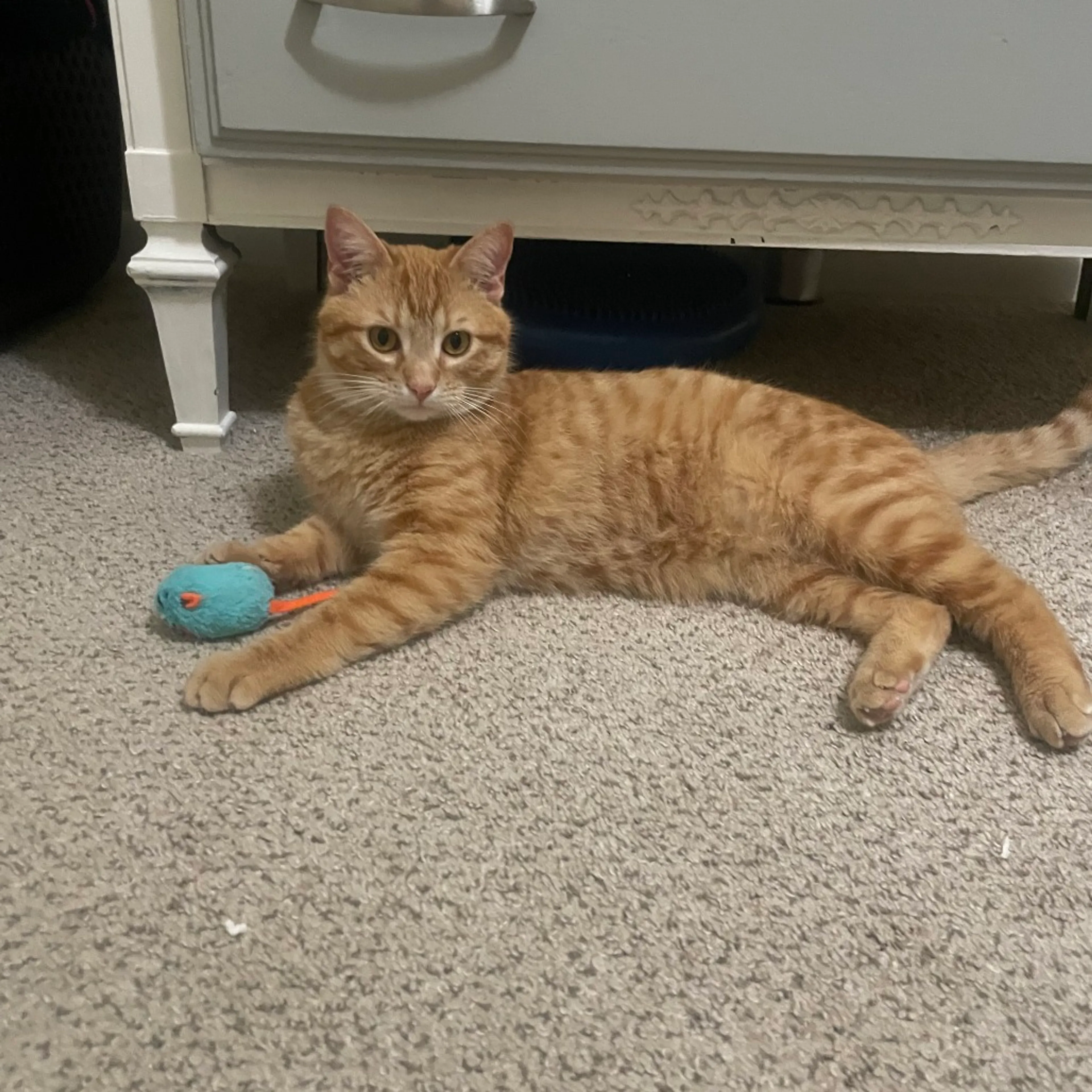 Found pet-5