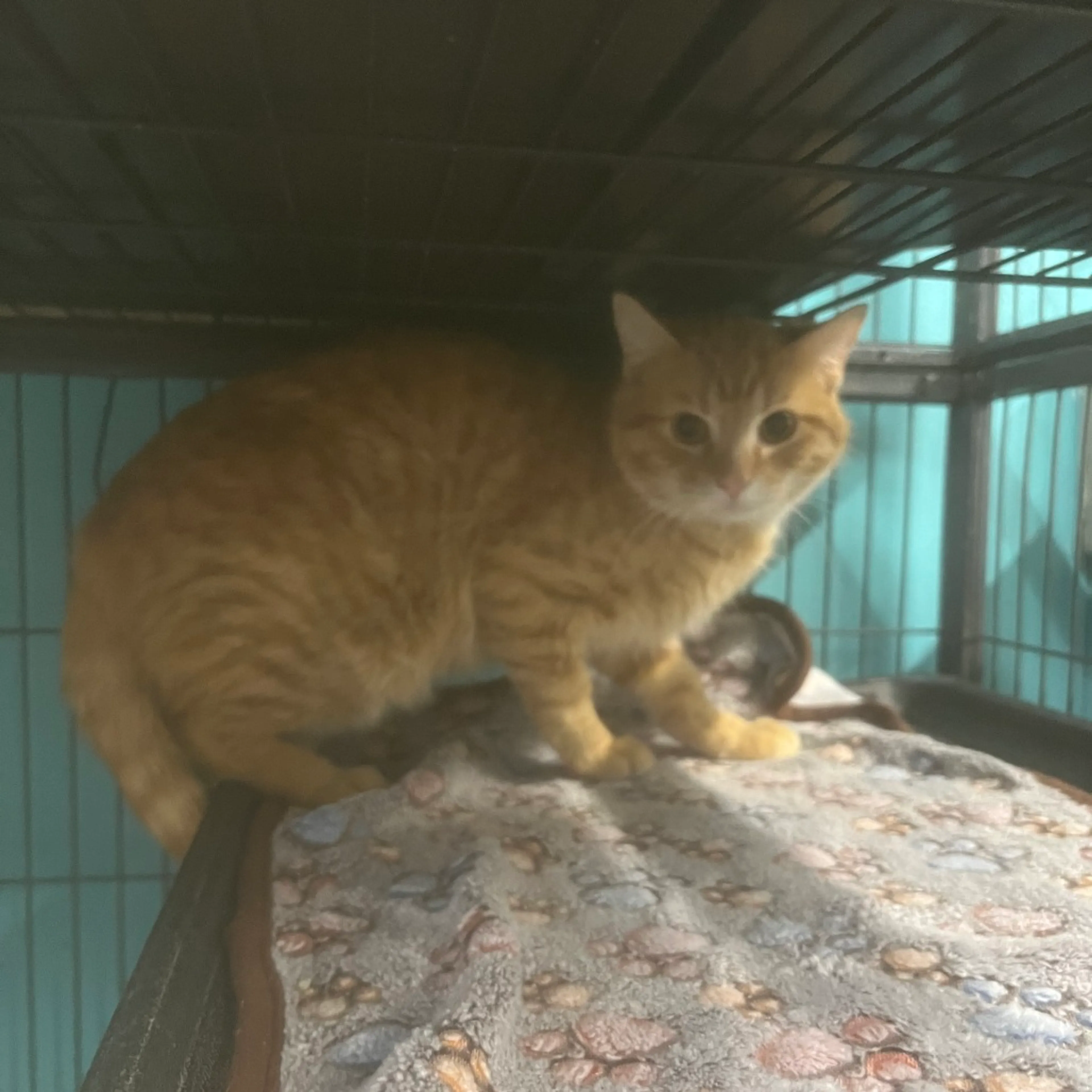 Found pet-0