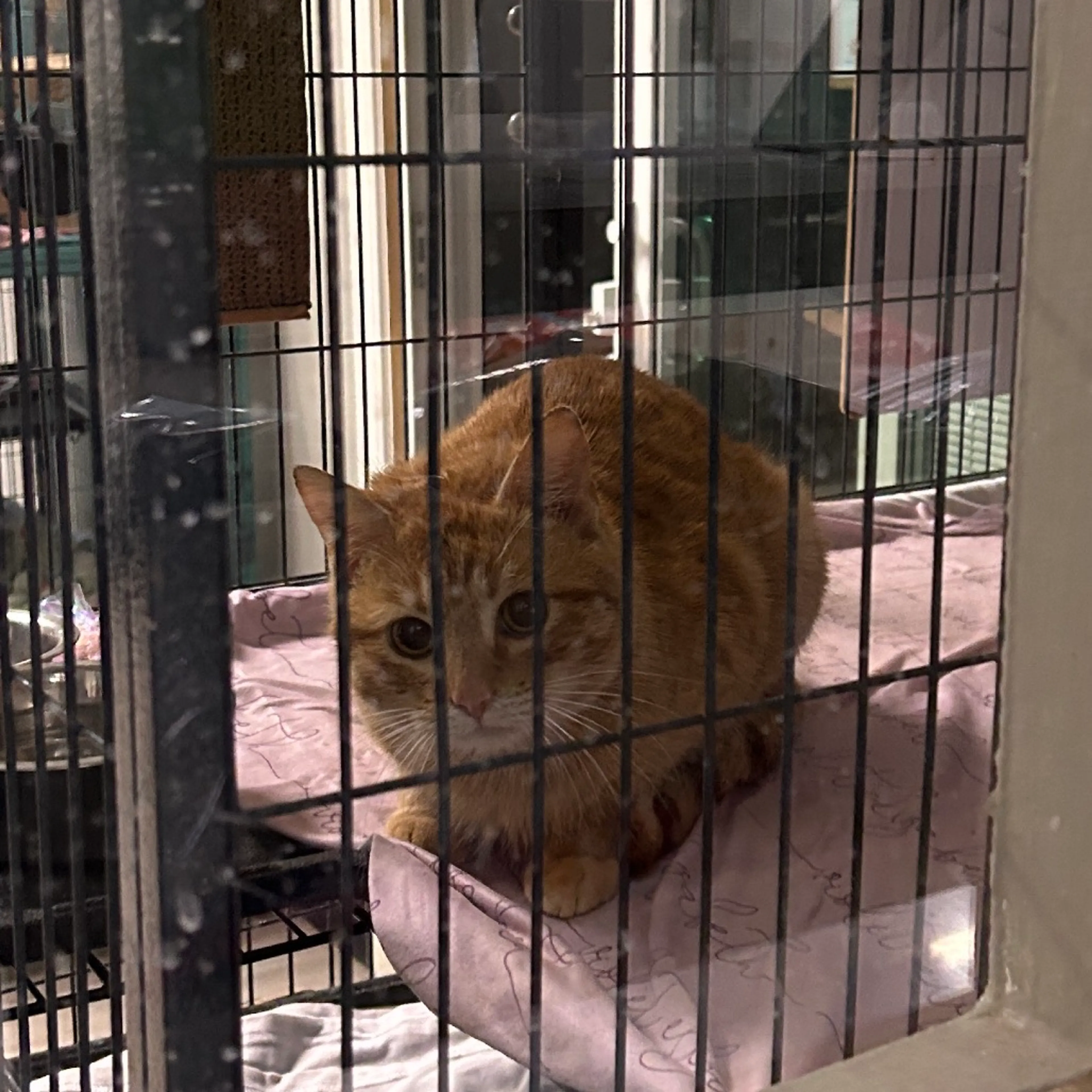 Found pet-2
