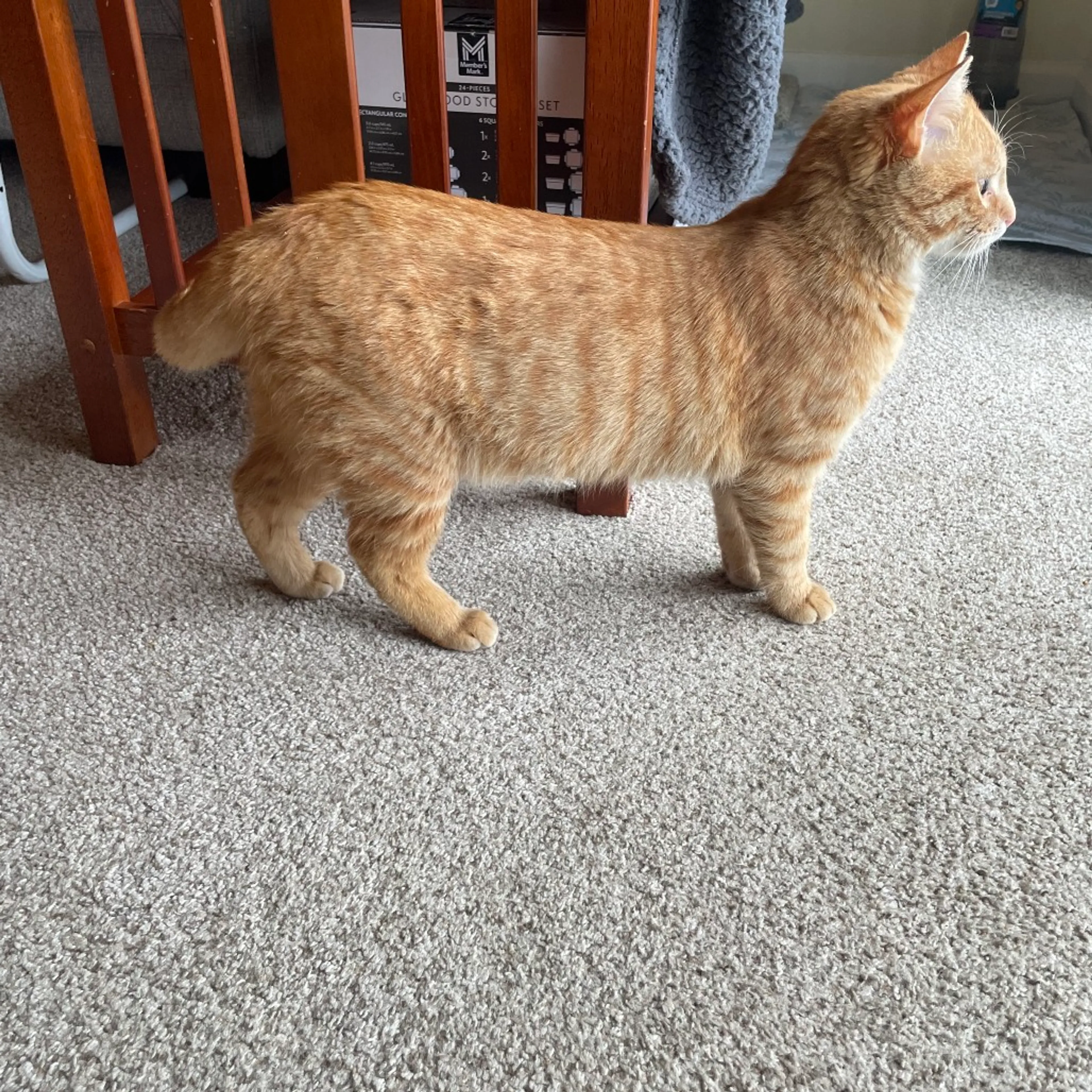 Found pet-3
