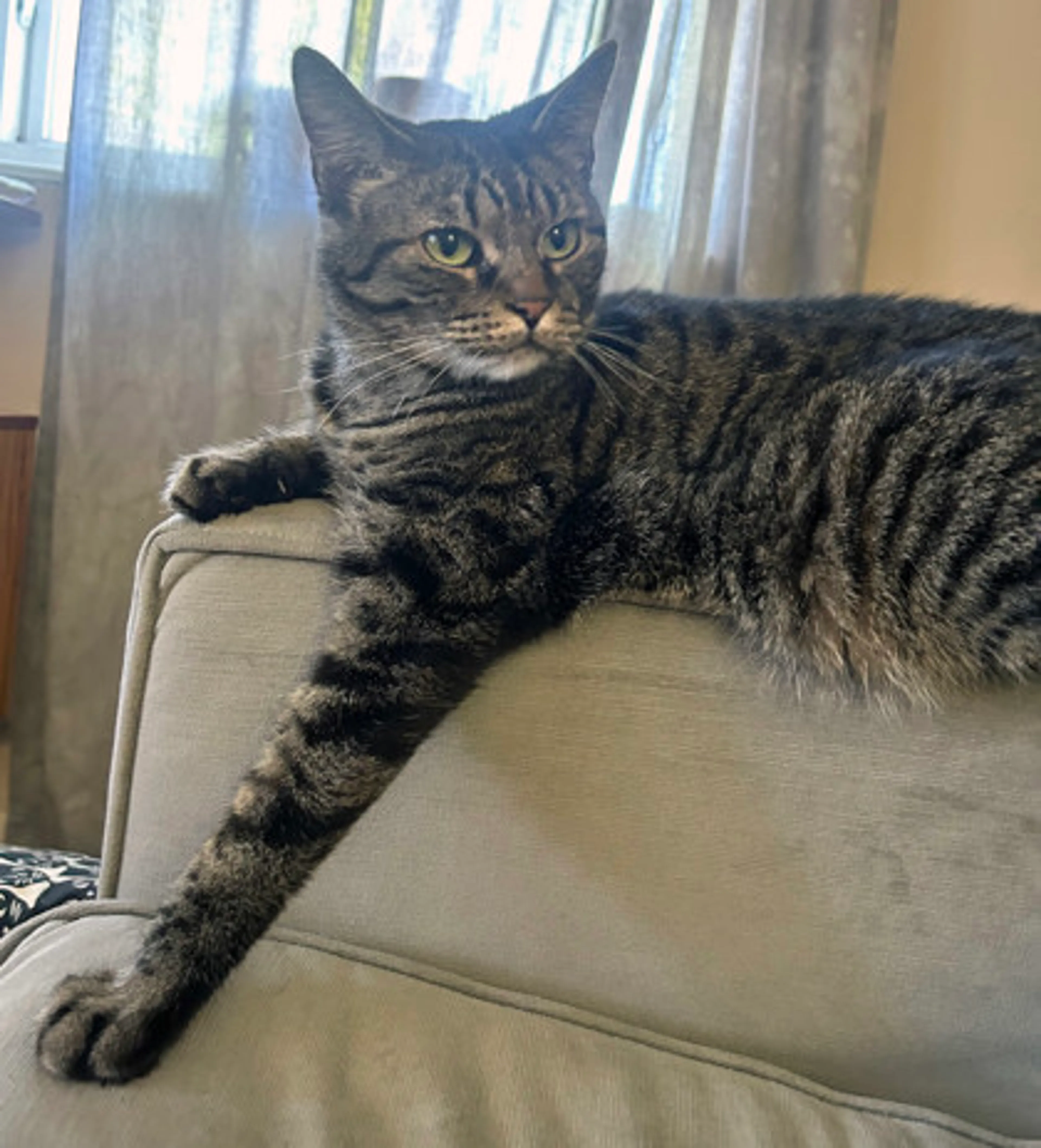 Found pet-1