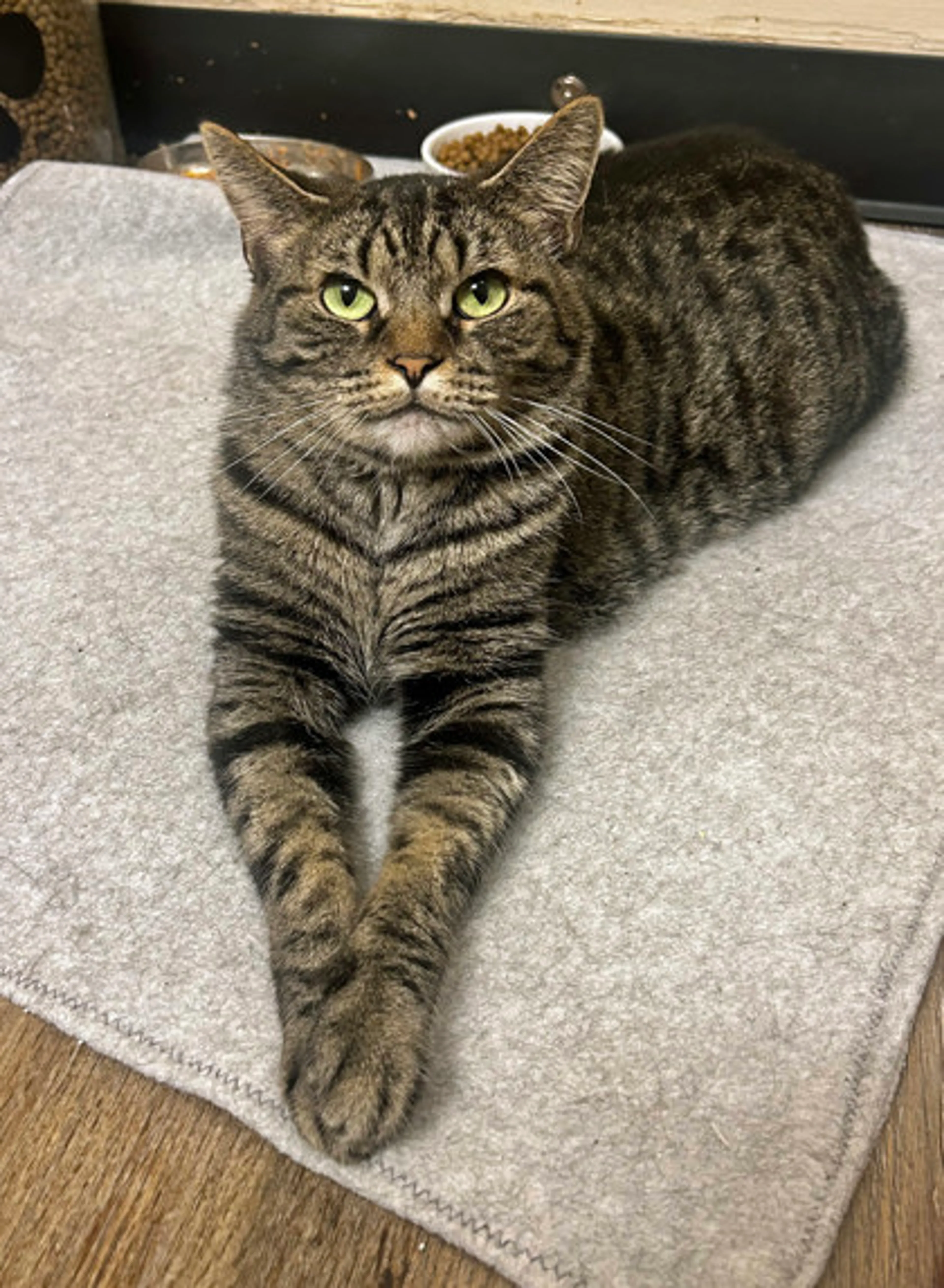 Found pet-2