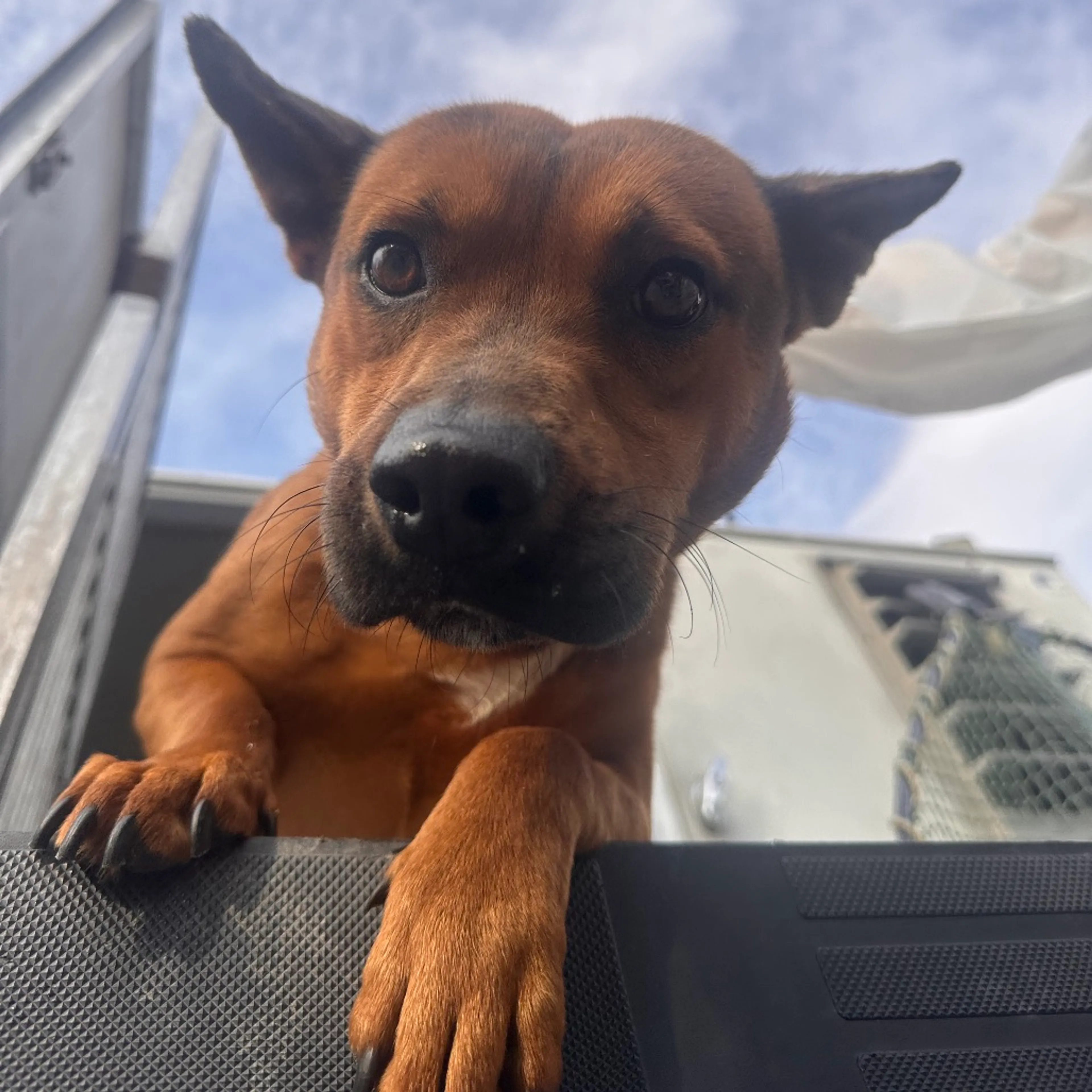 Found pet-2