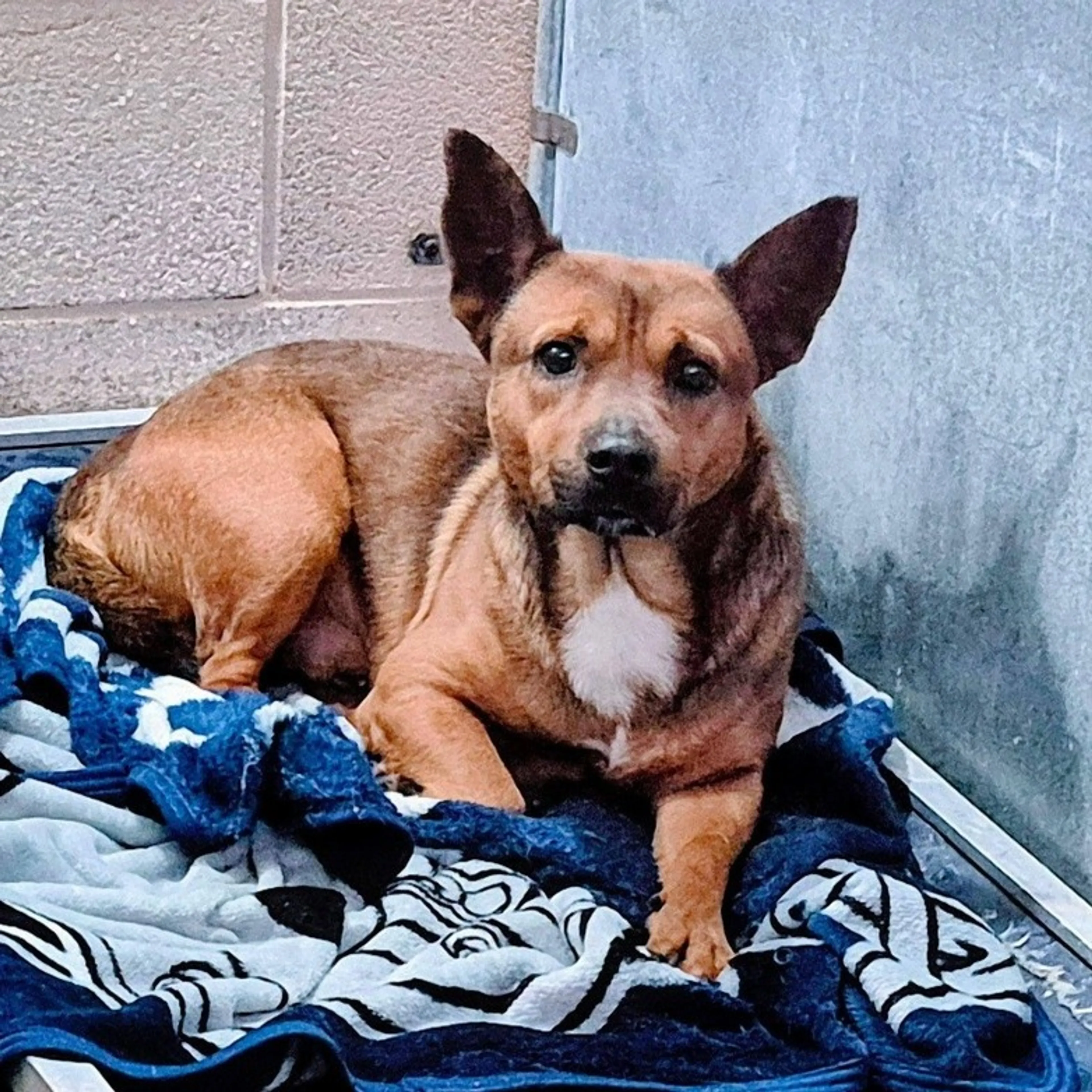 Found pet-3