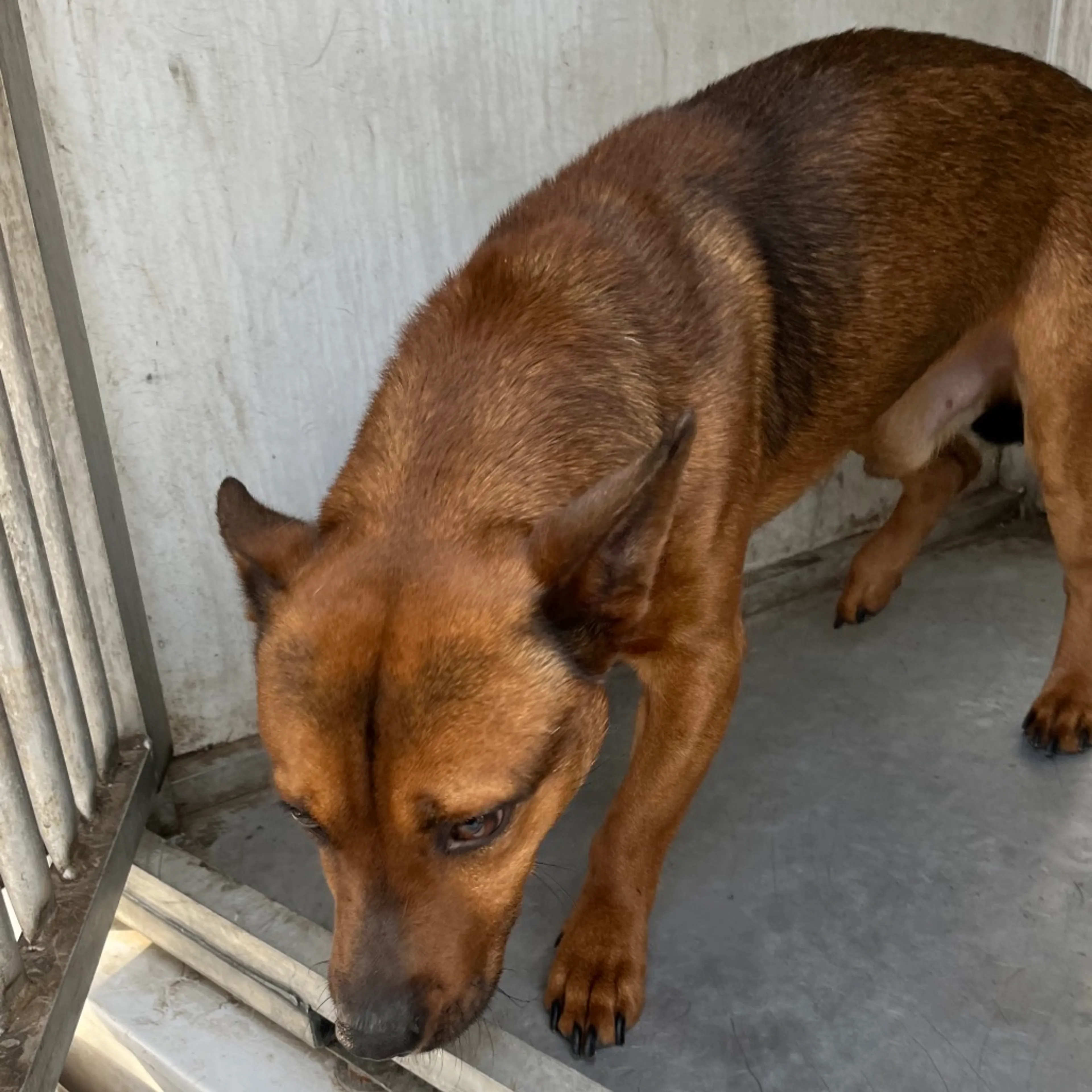 Found pet-1