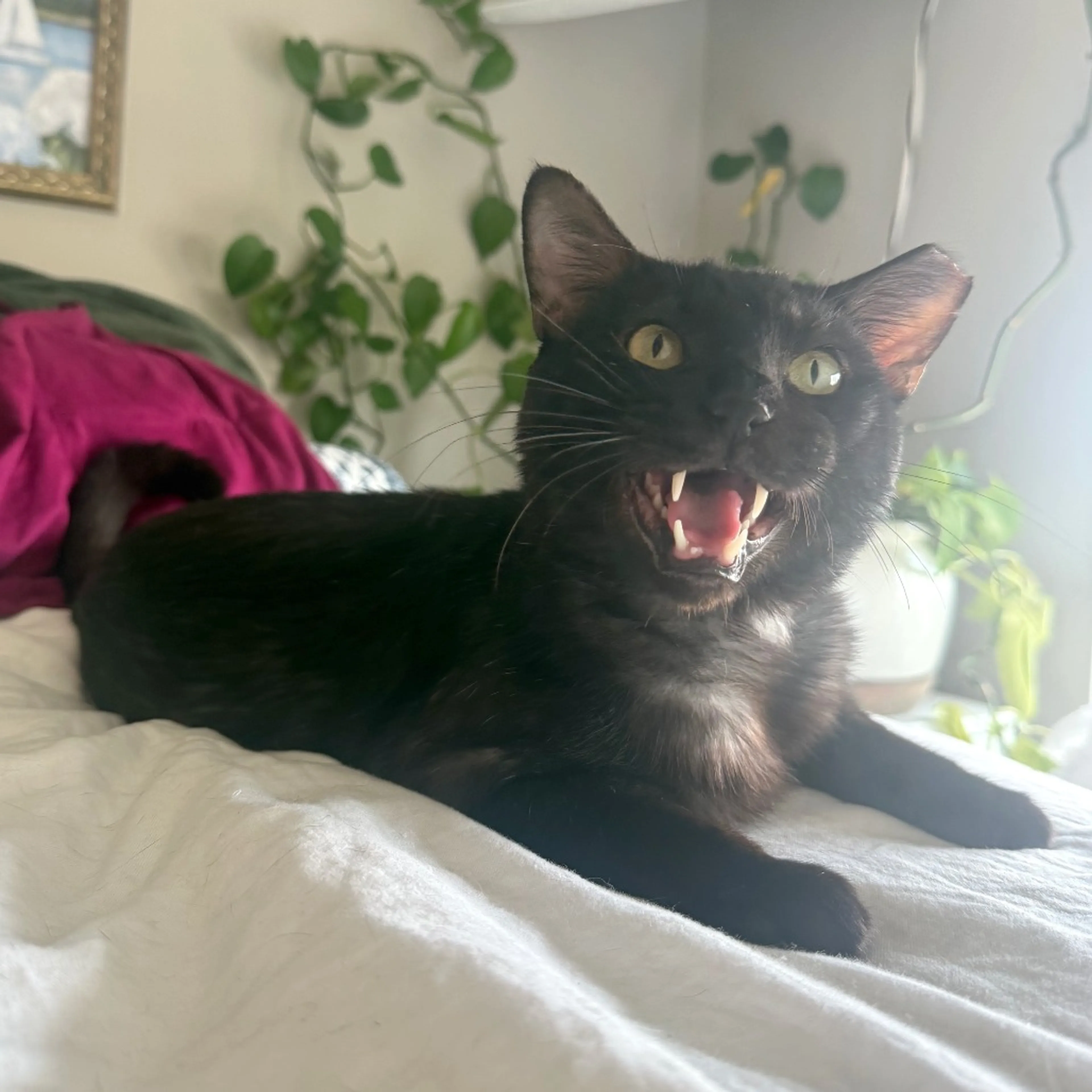 Found pet-9