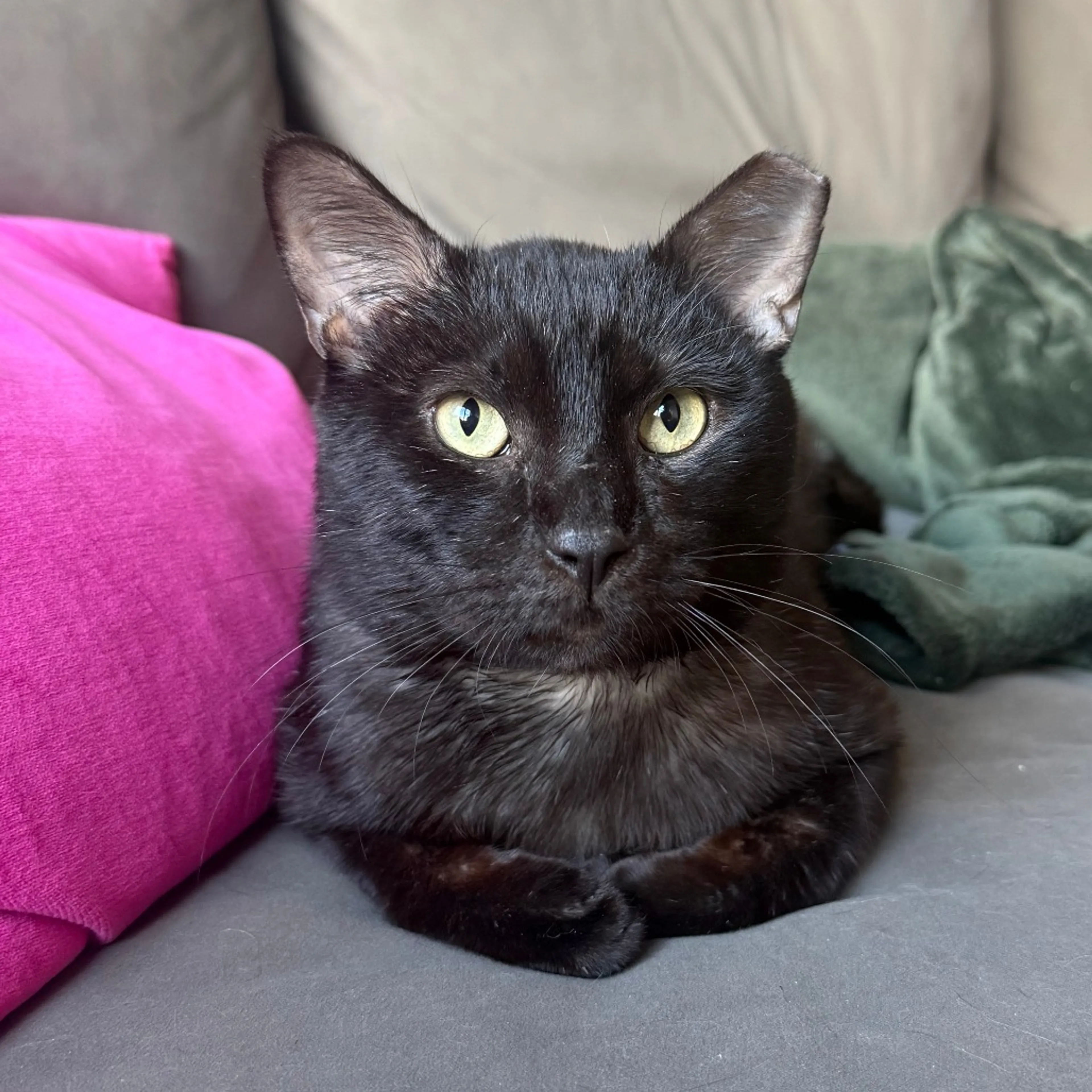 Found pet-8