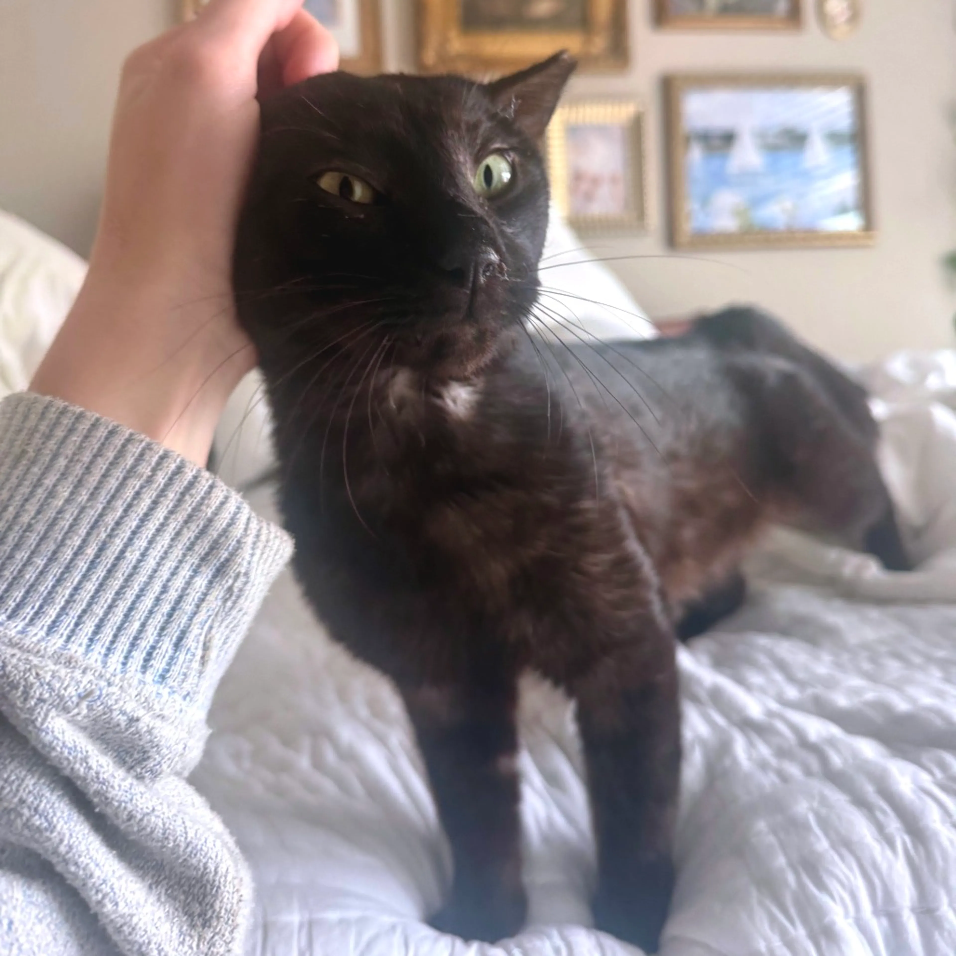 Found pet-2