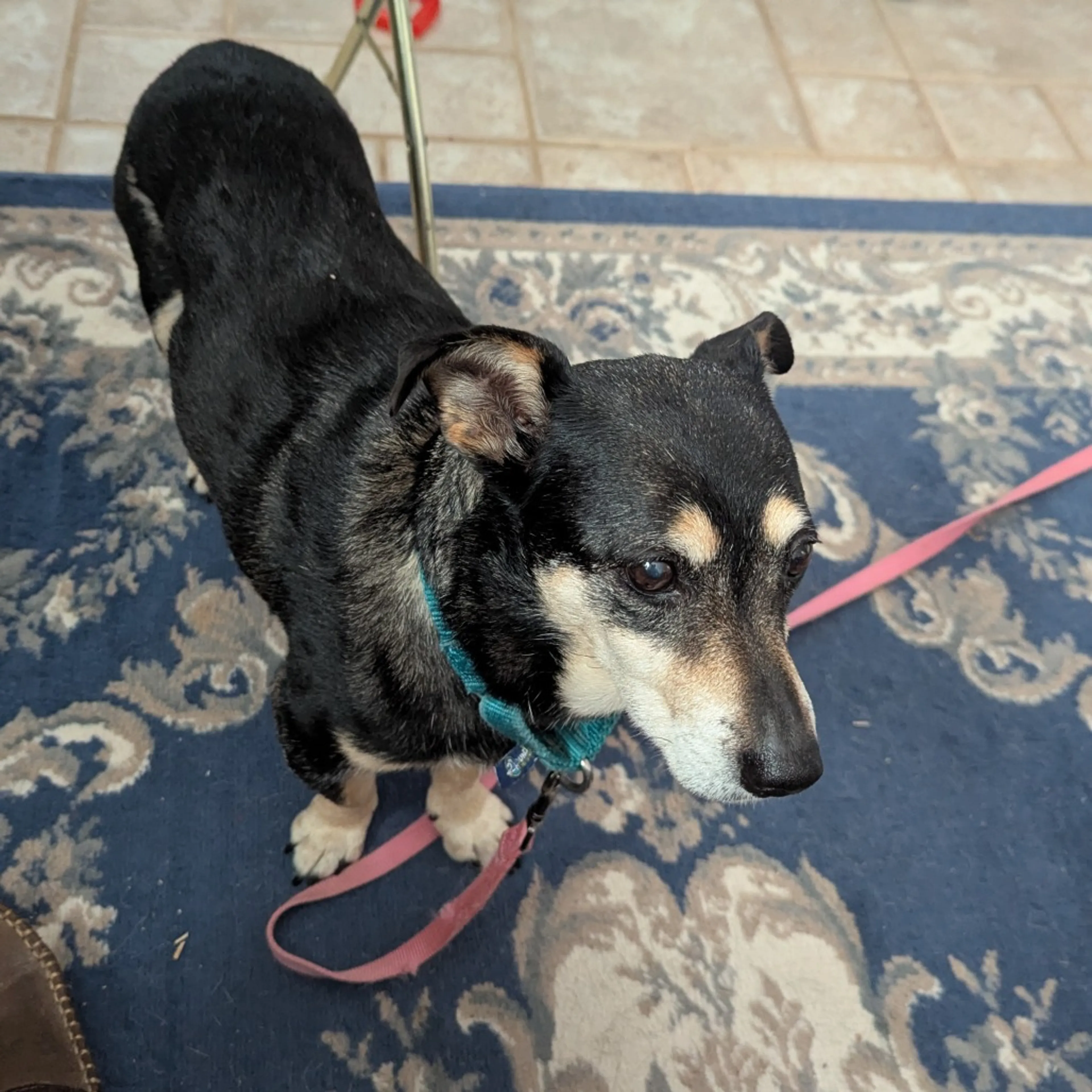 Found pet-1