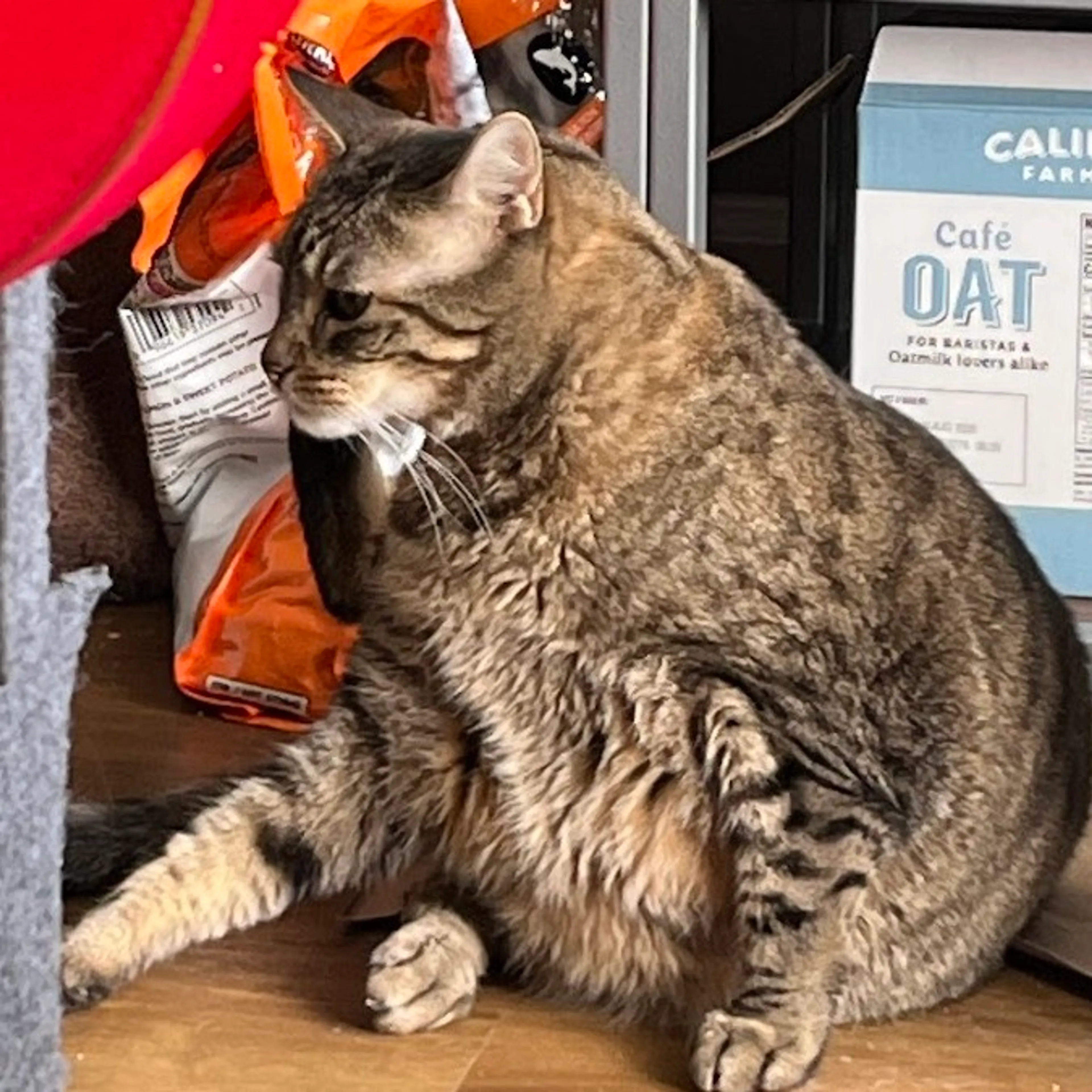 Found pet-8