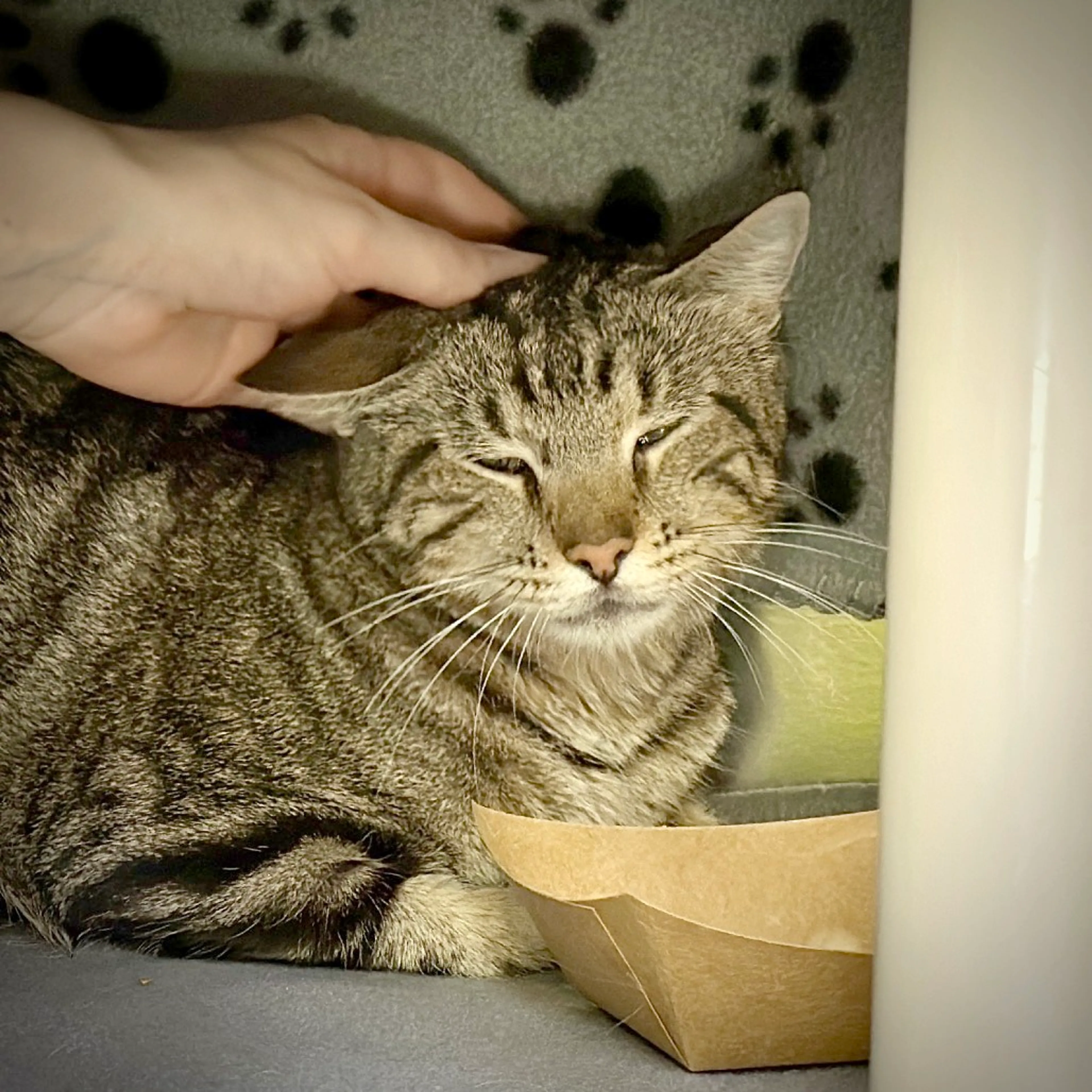 Found pet-2