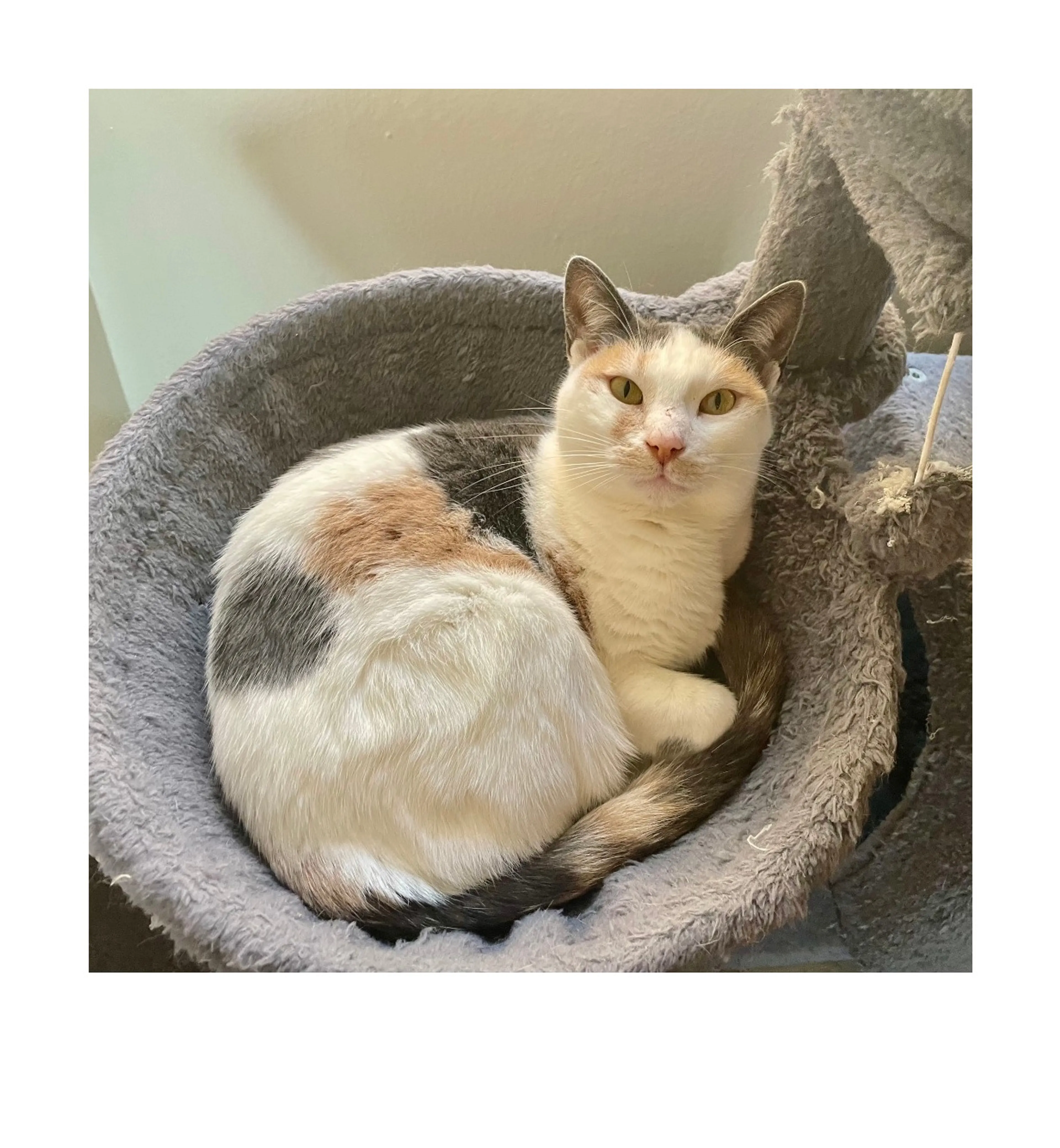 Found pet-11