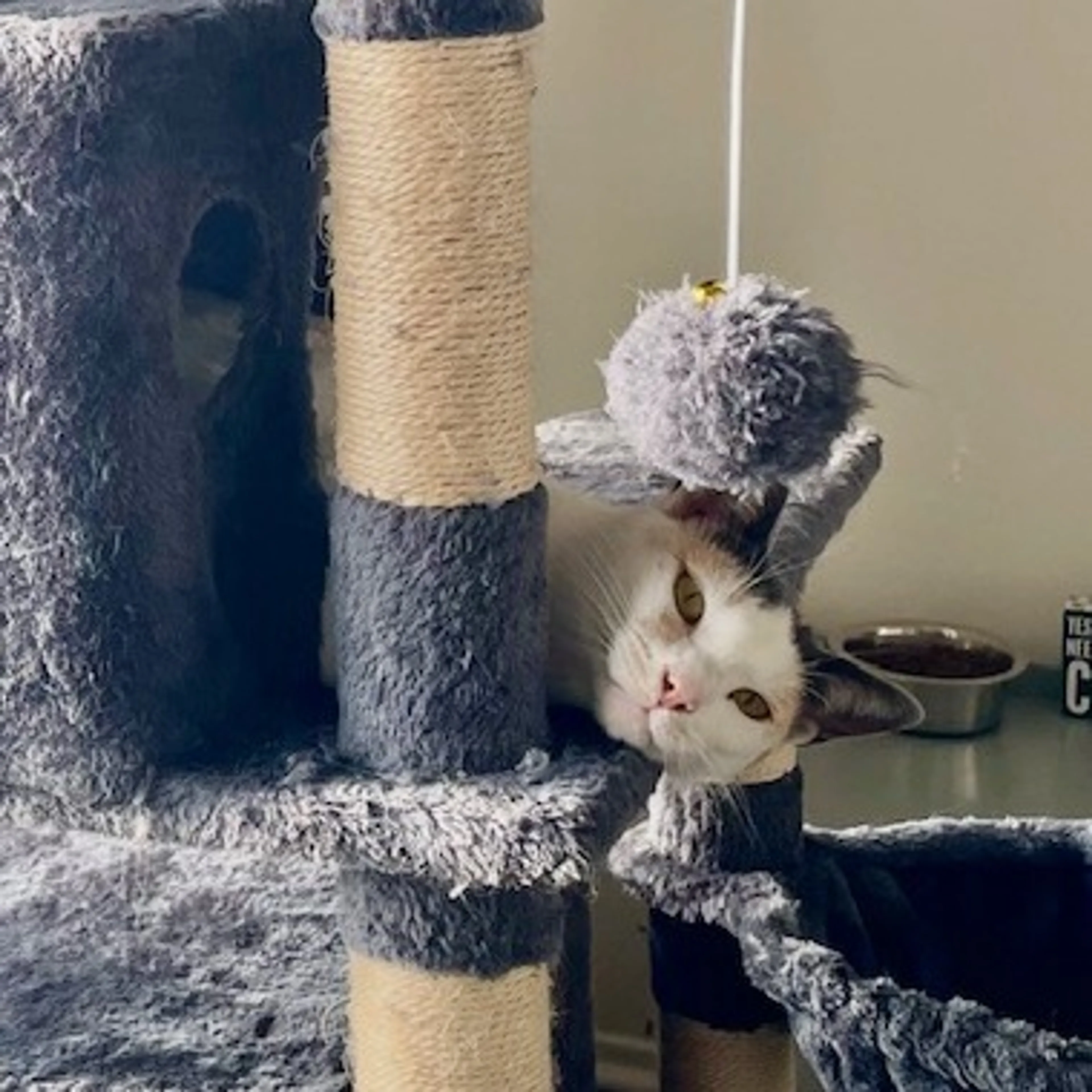 Found pet-7