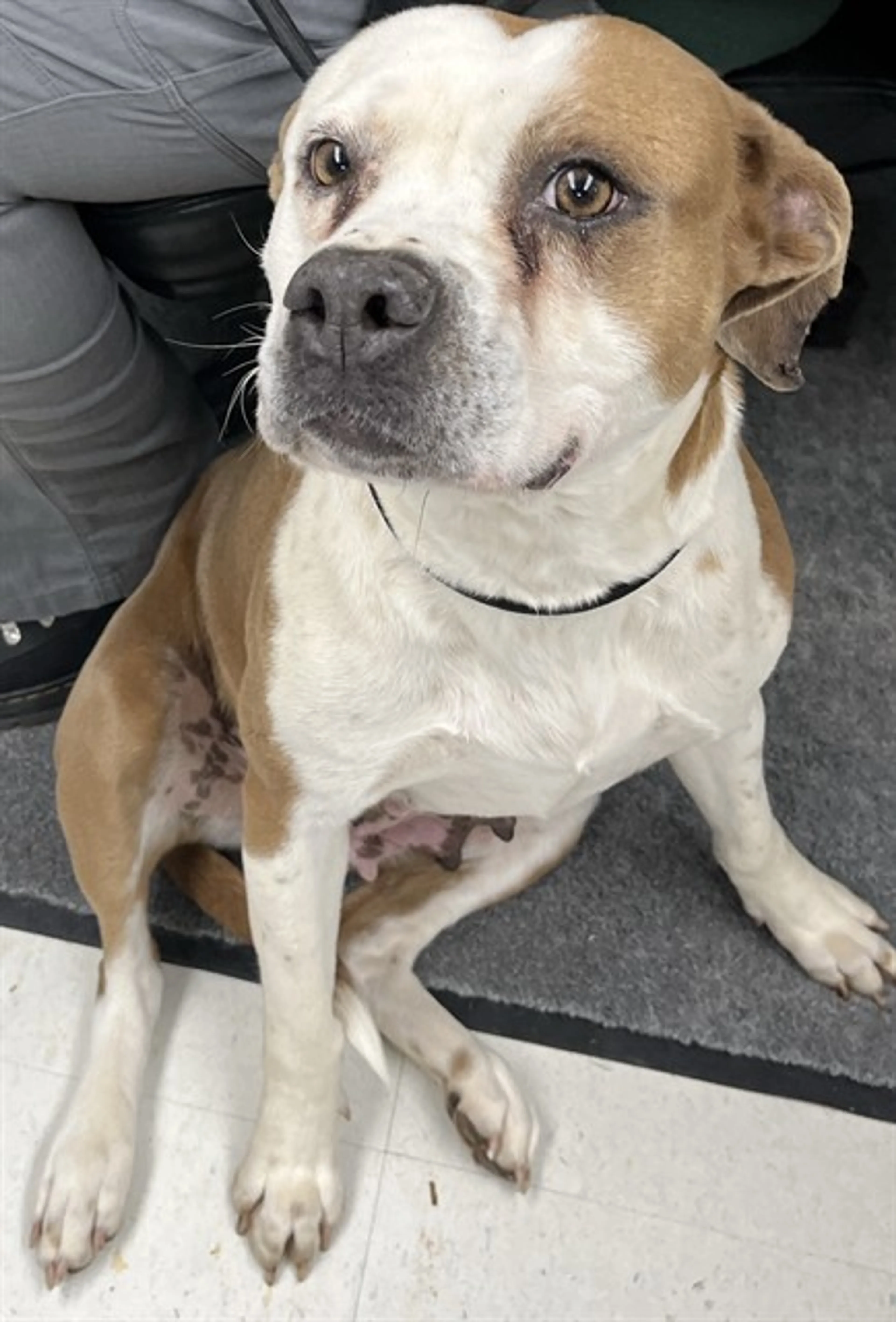 Found pet