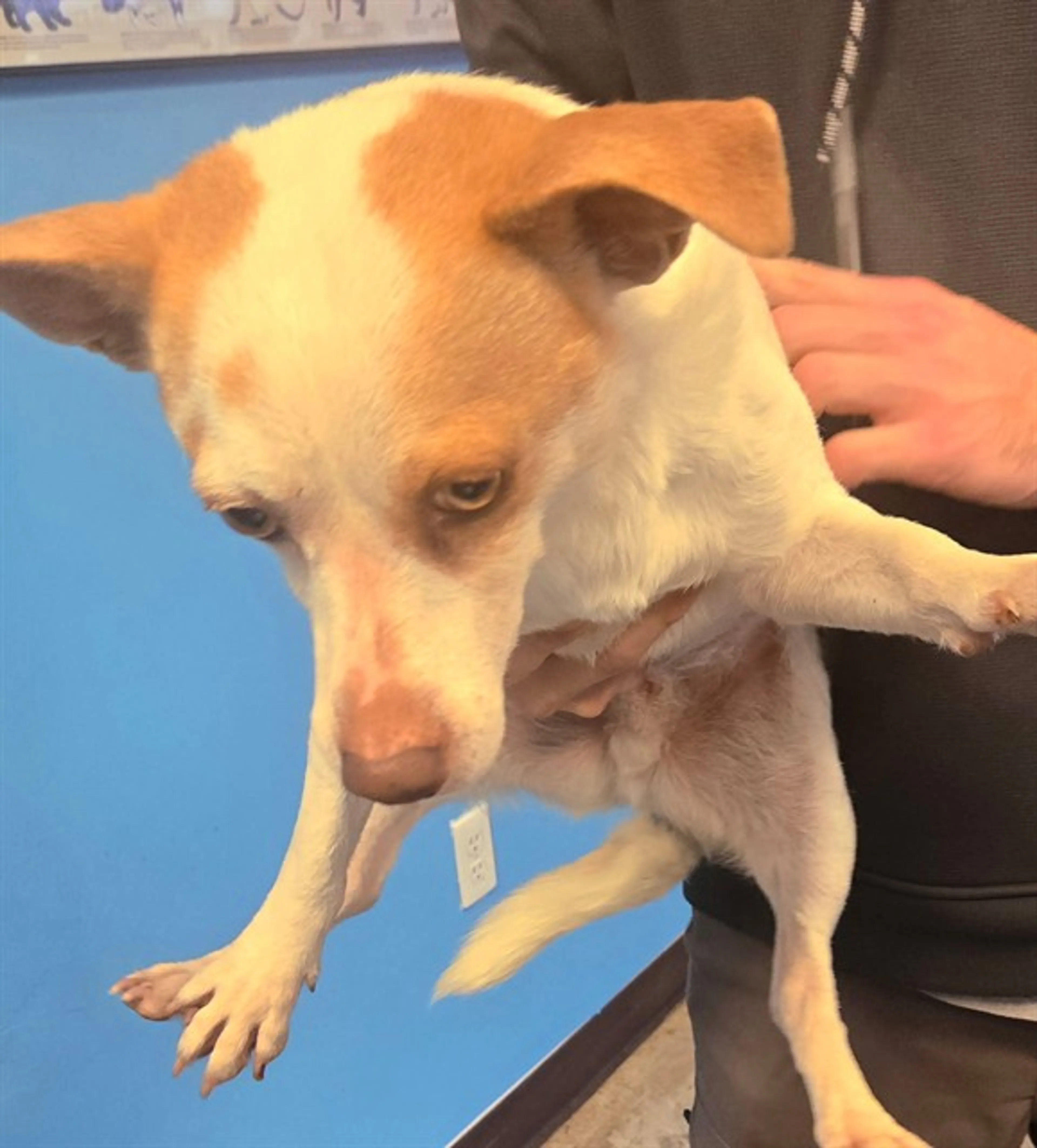Found pet