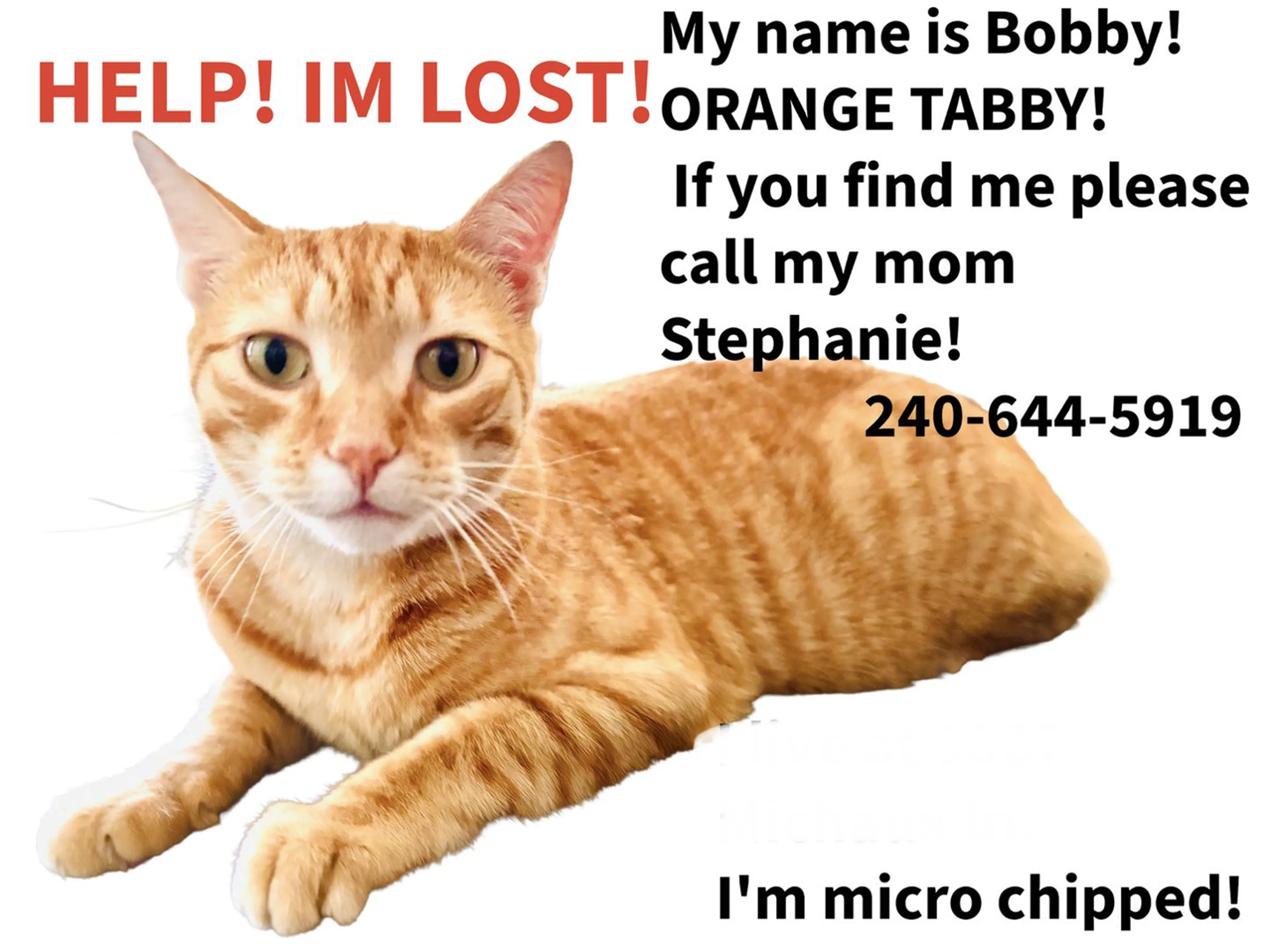 Lost pet