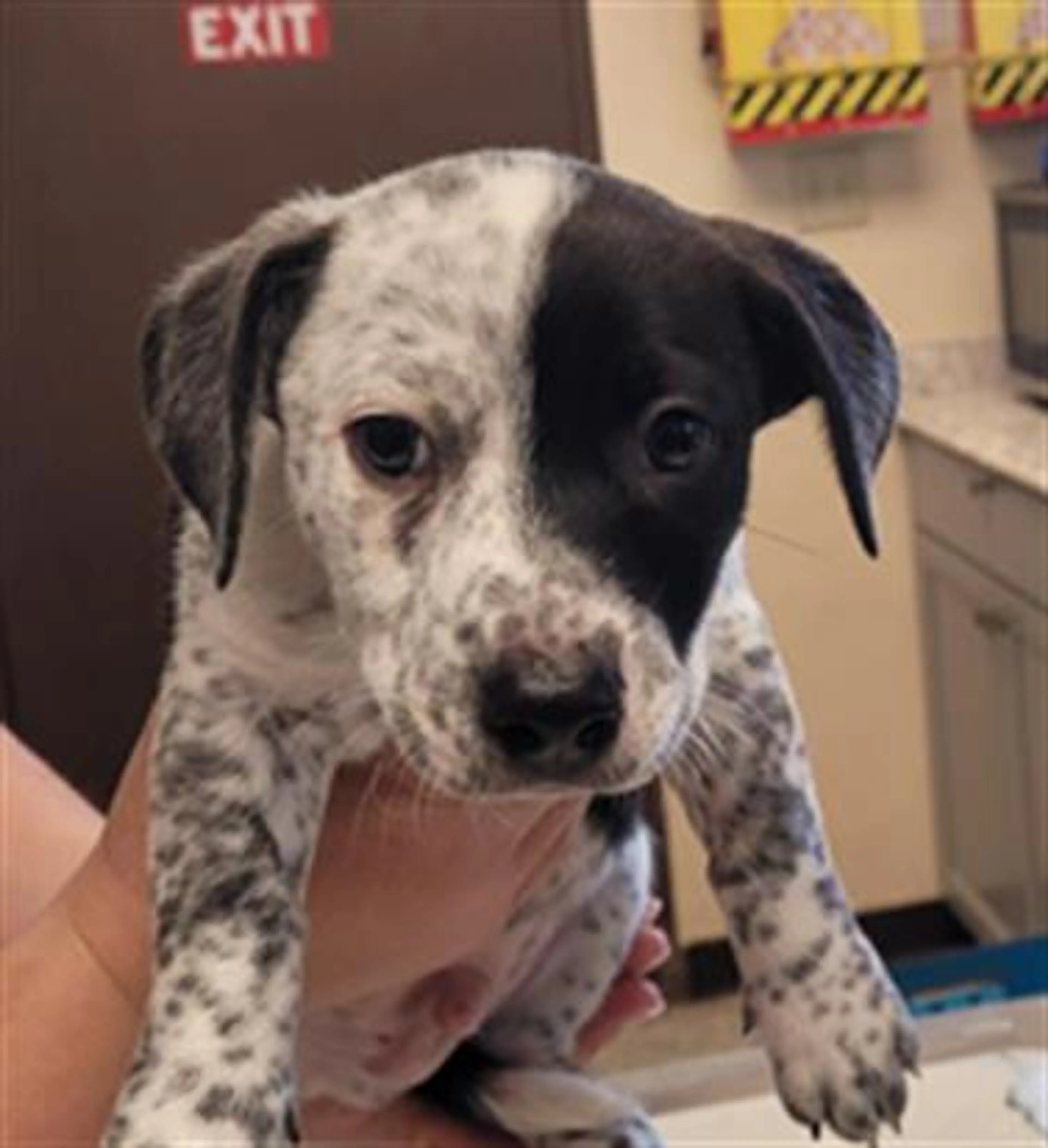 Found pet