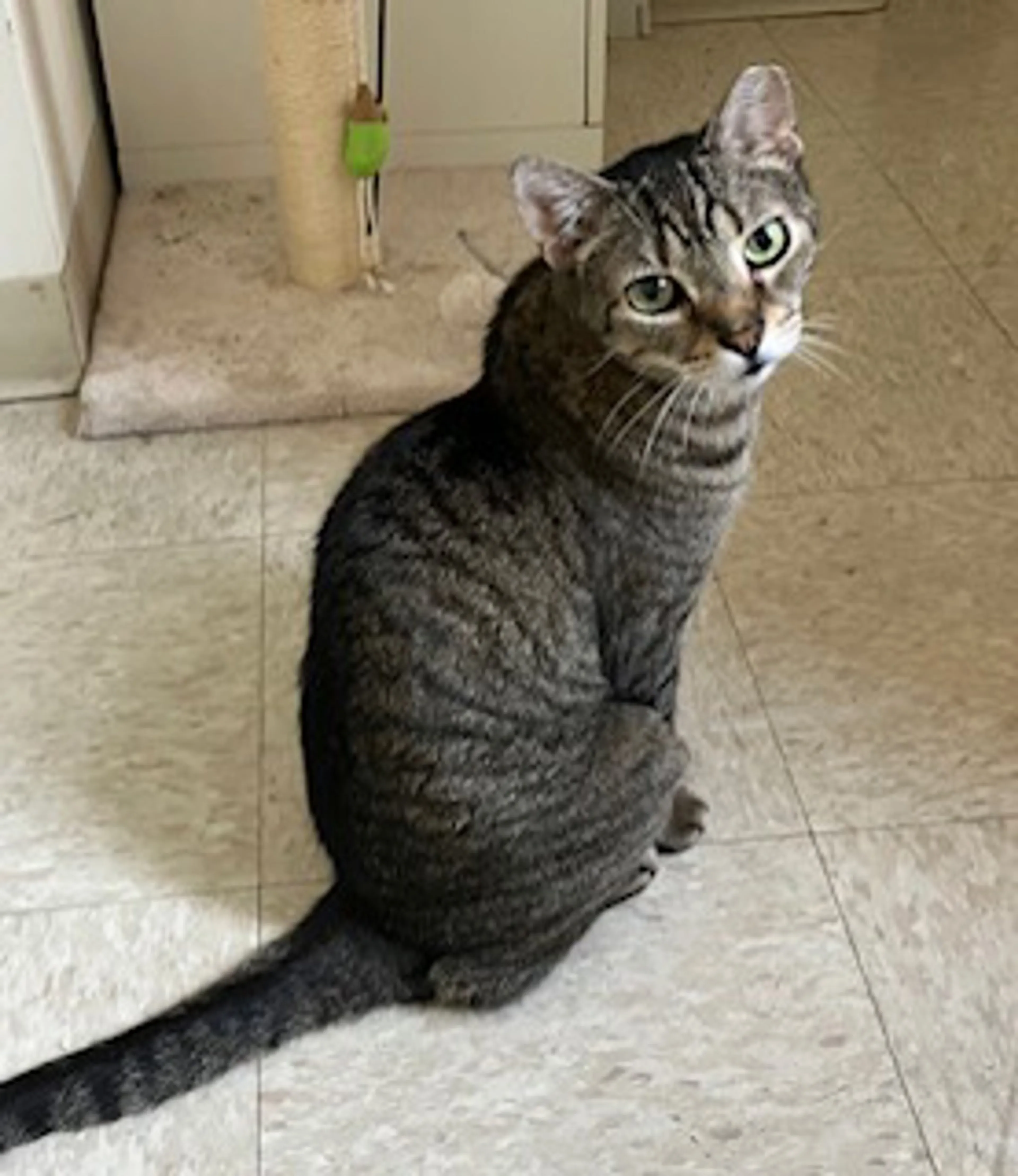 Found pet