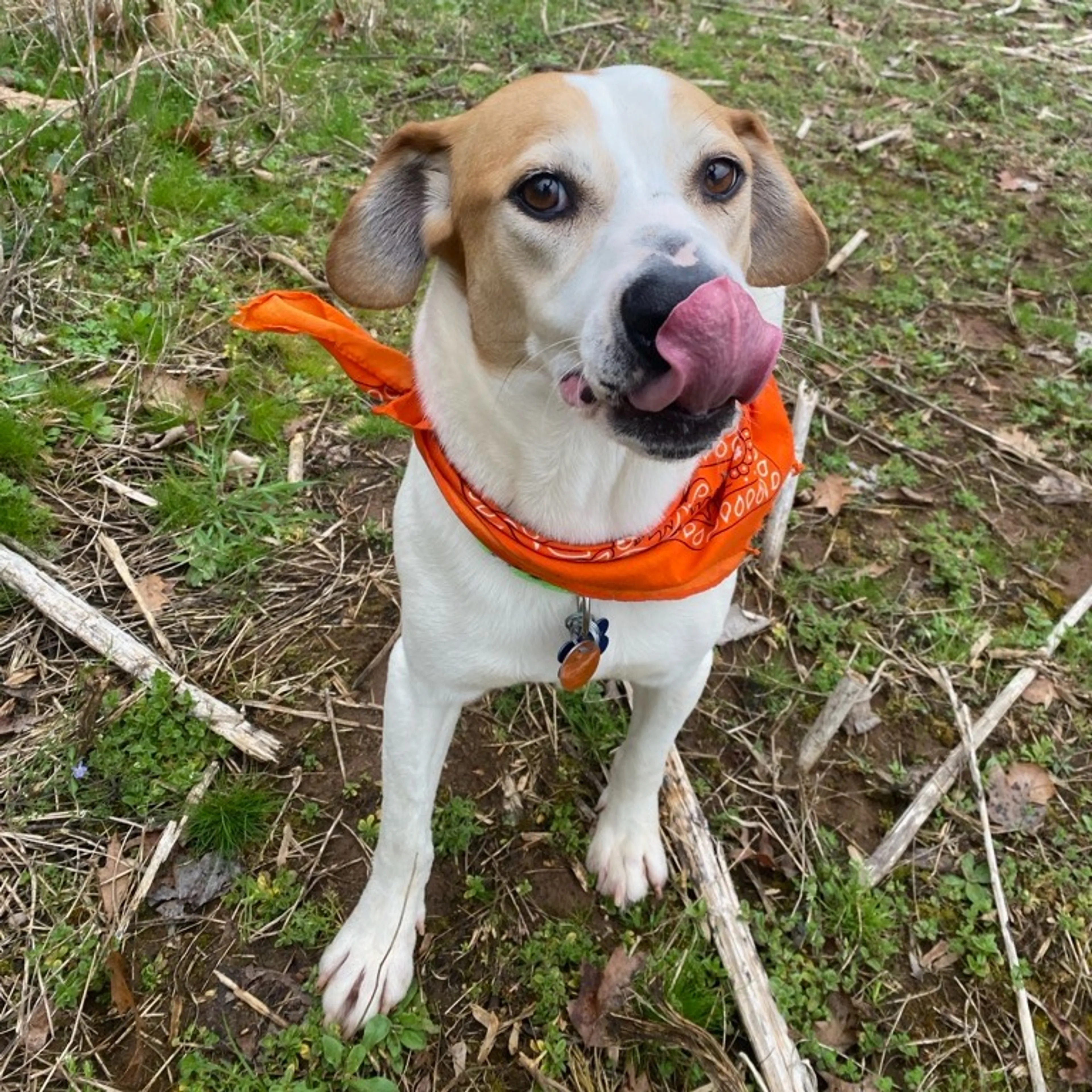 Found pet-9
